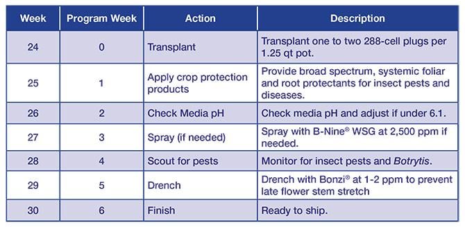 Marigold Chart