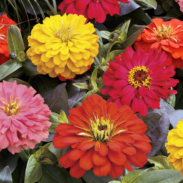 70091865-flower.png