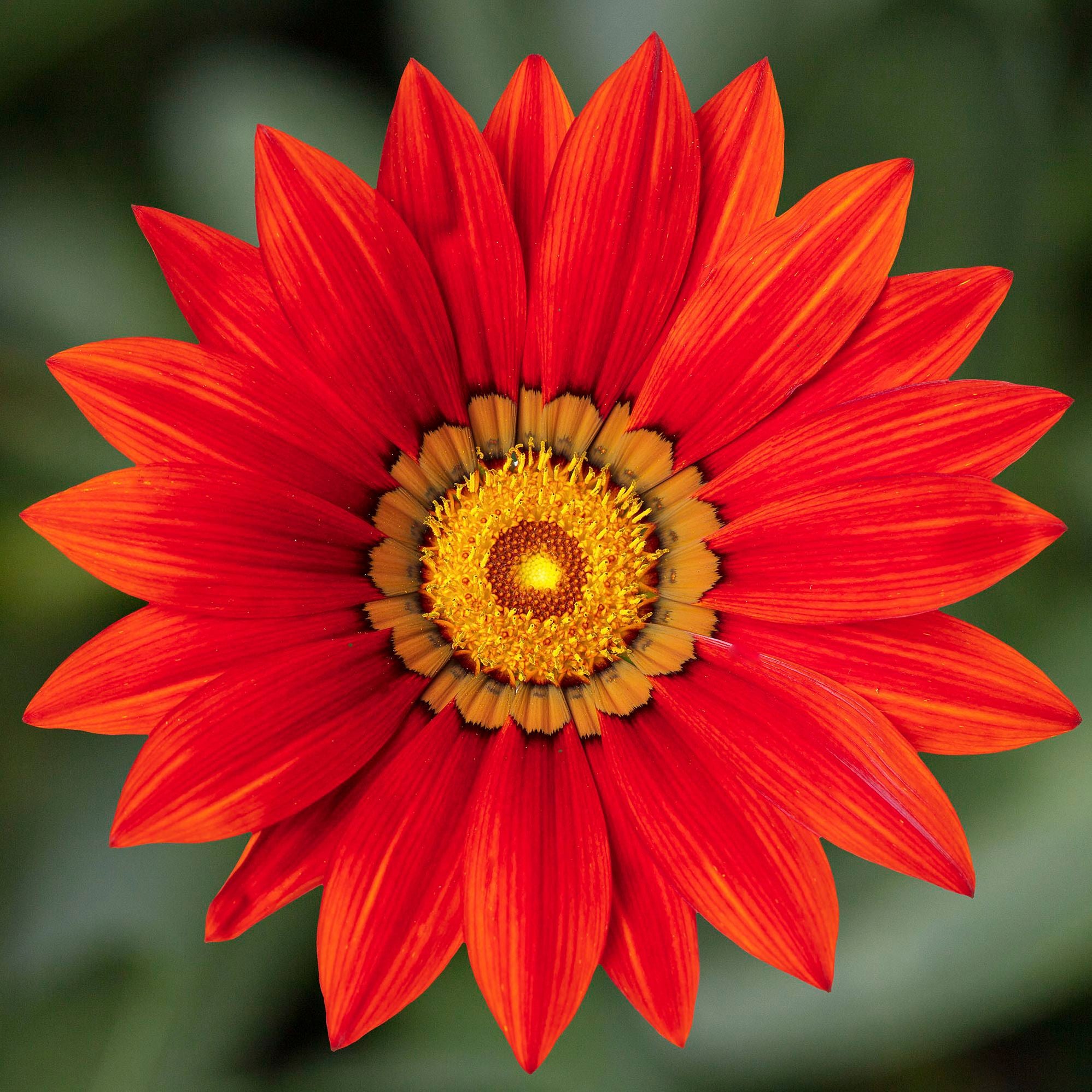 70077323-flower.jpg