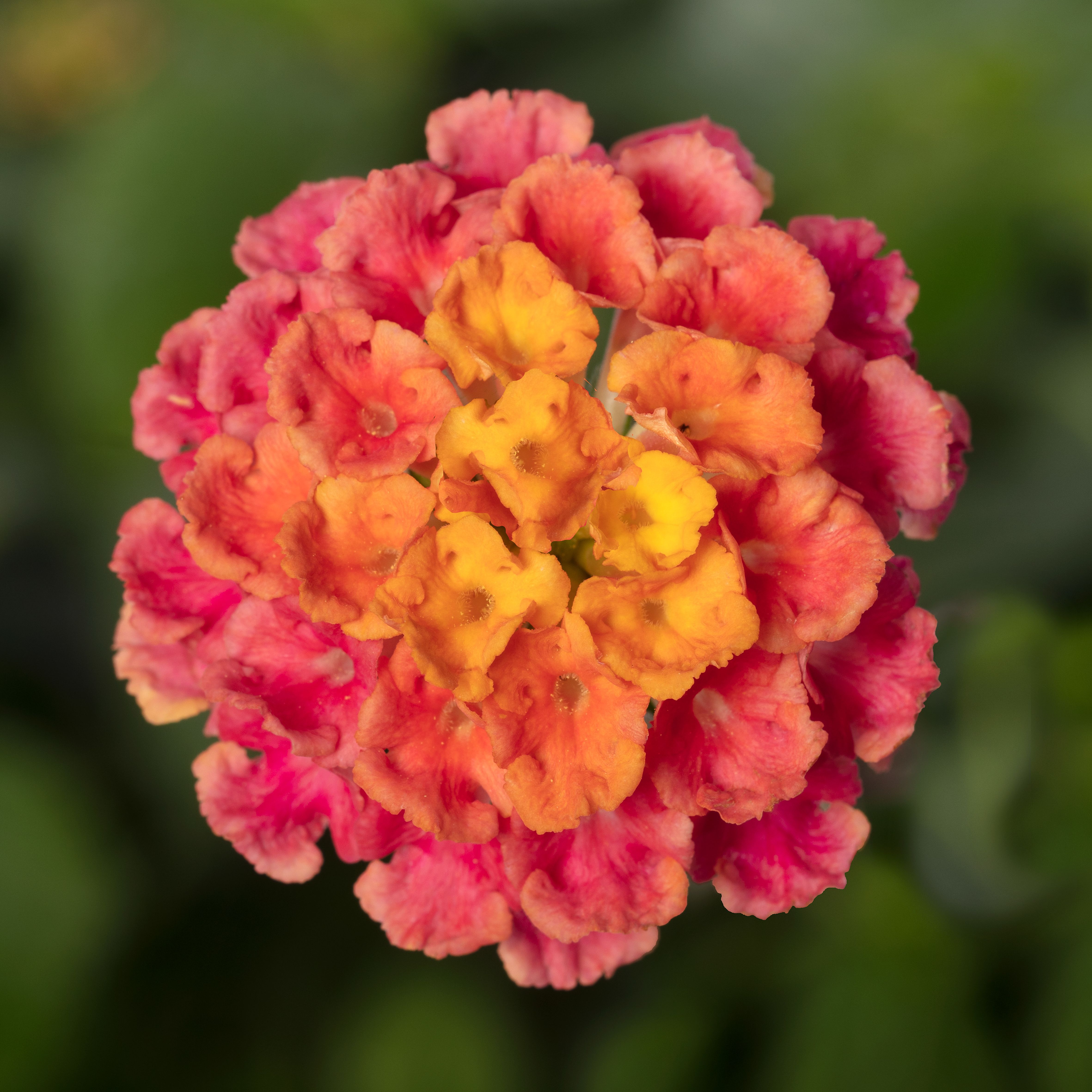 70090285-flower.jpg