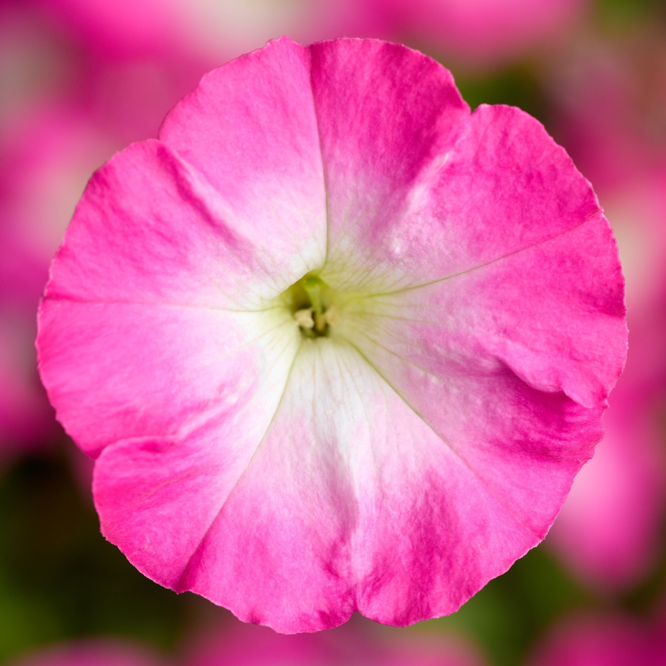 Pico 生写真 70059334-flower.jpg