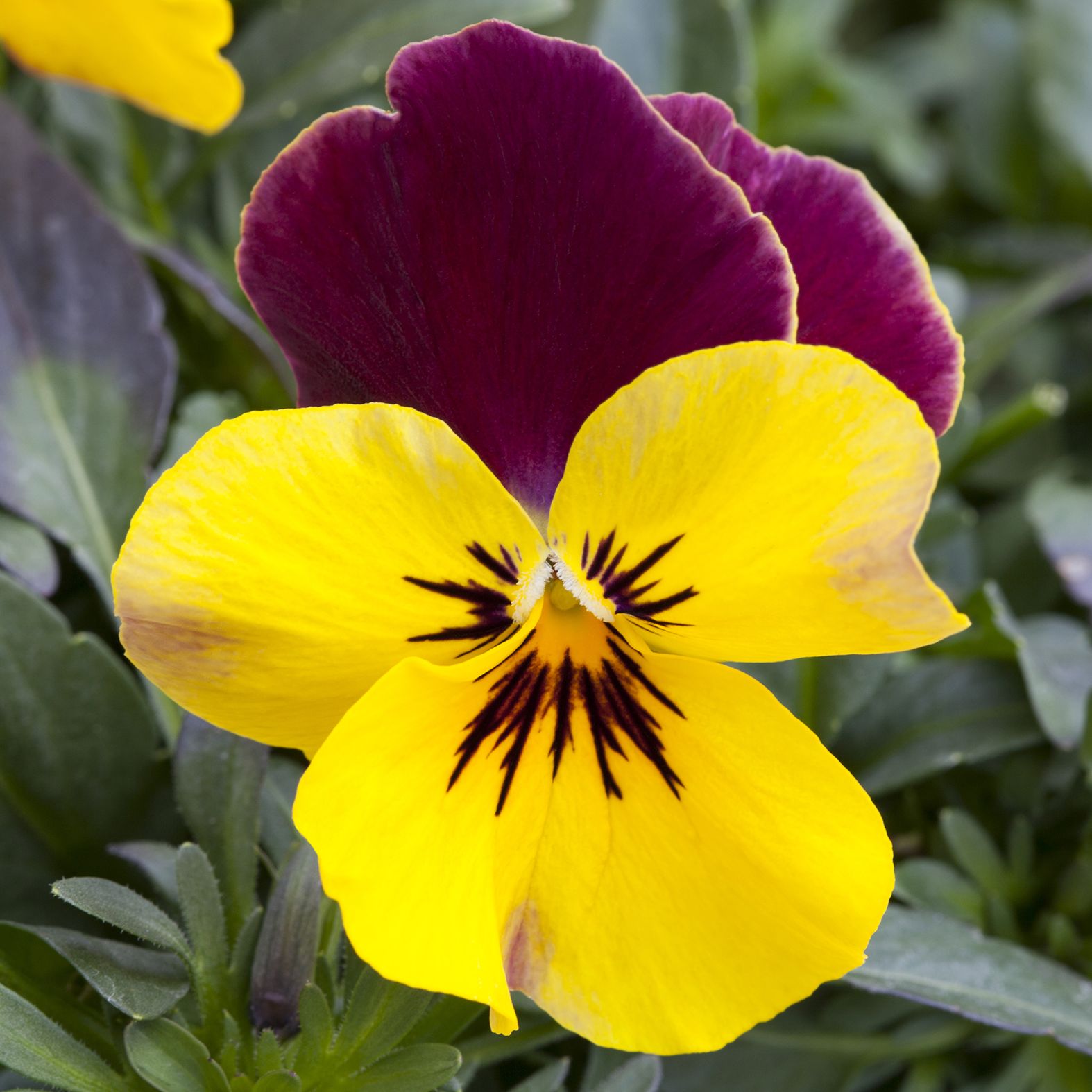70092055-flower.jpg