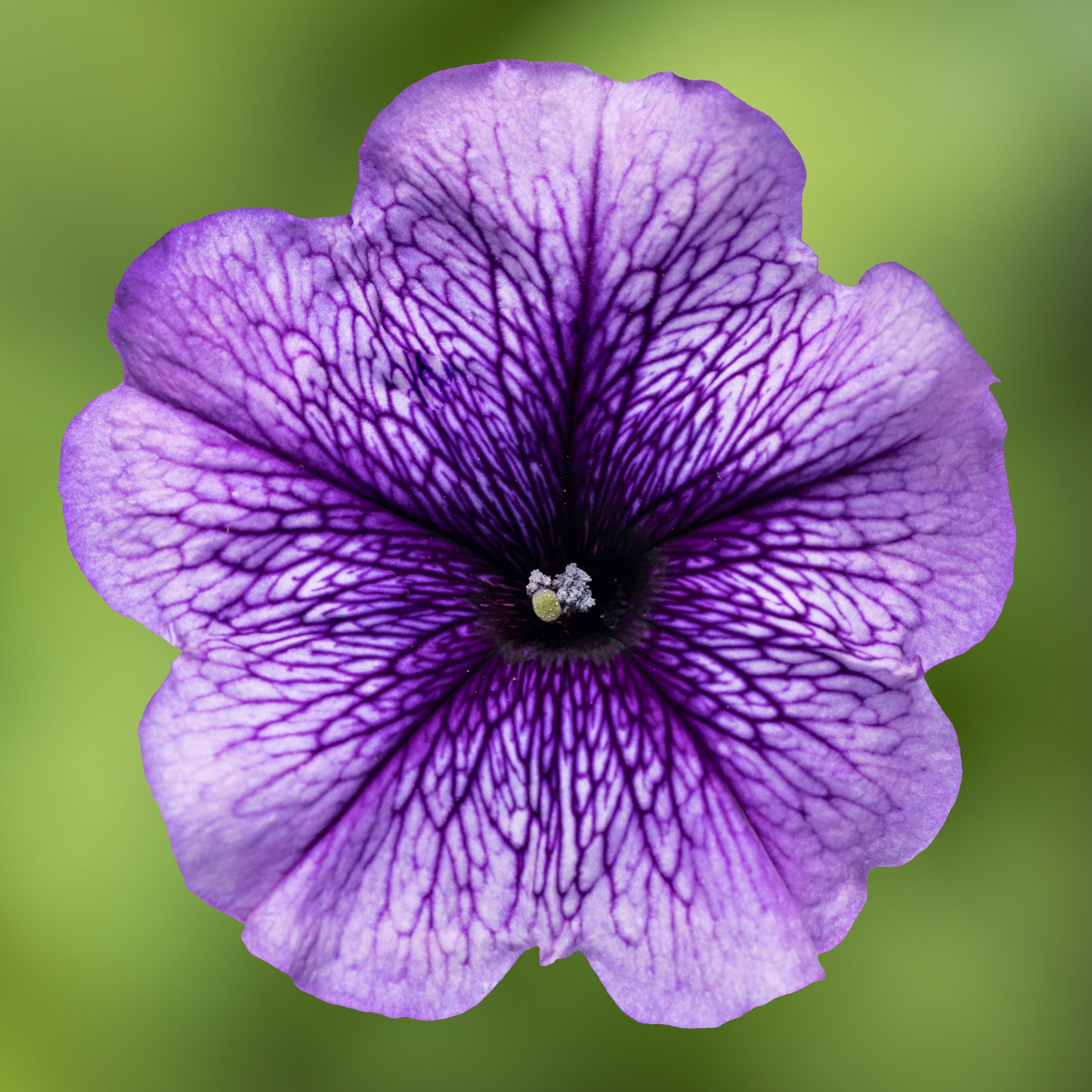 70095838-flower.jpg