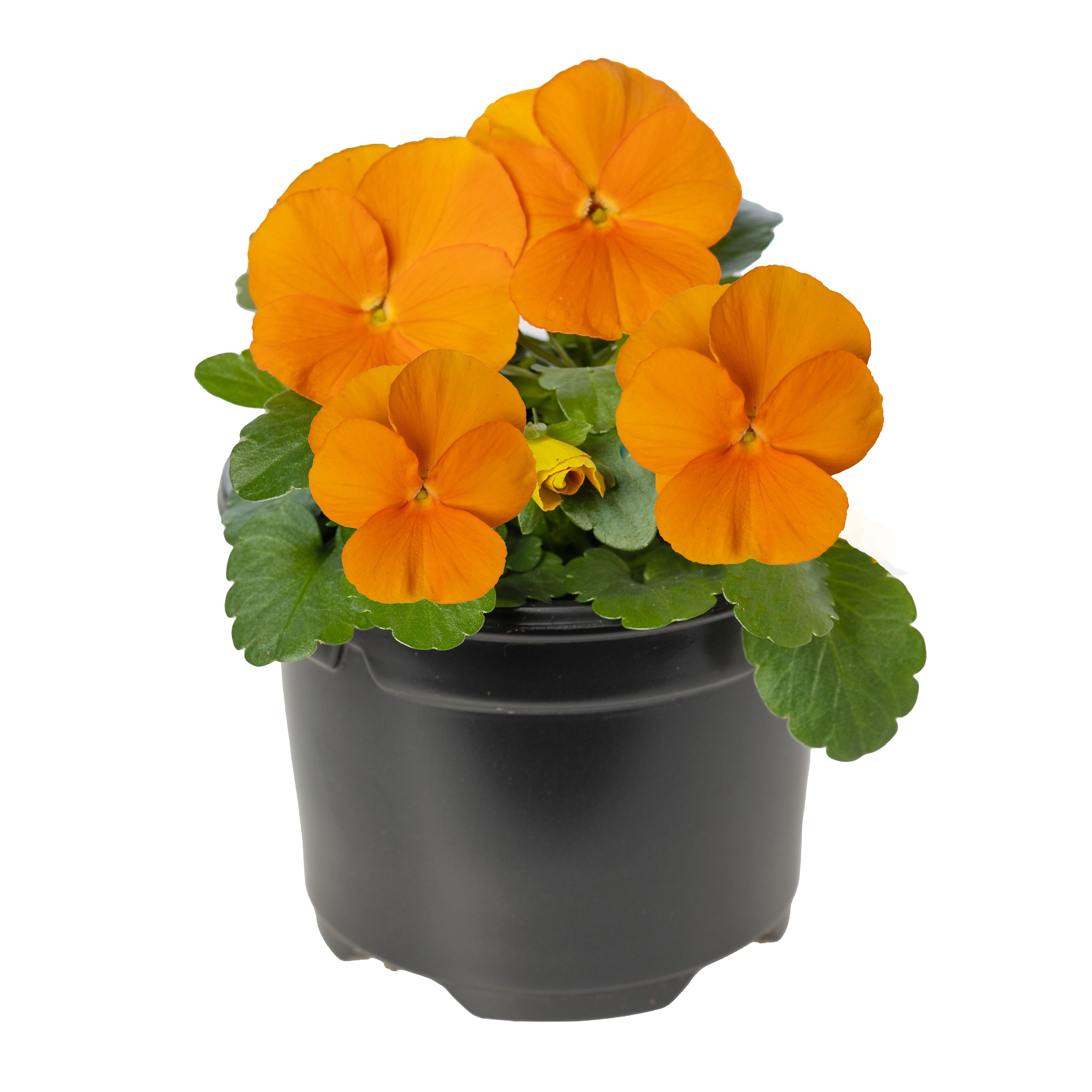 Penny™ Pro Orange | Syngenta Flowers