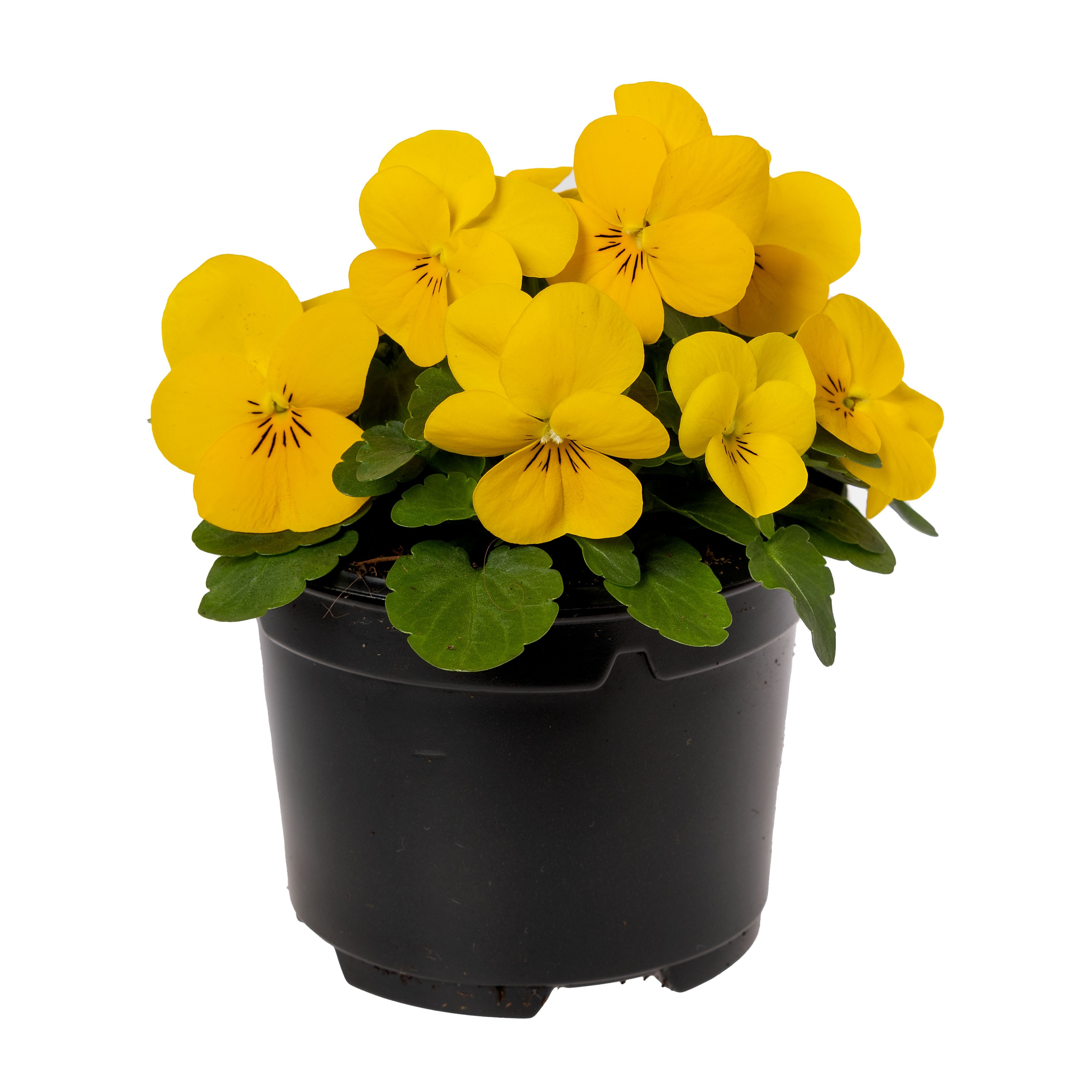 Penny™ Pro Yellow | Syngenta Flowers