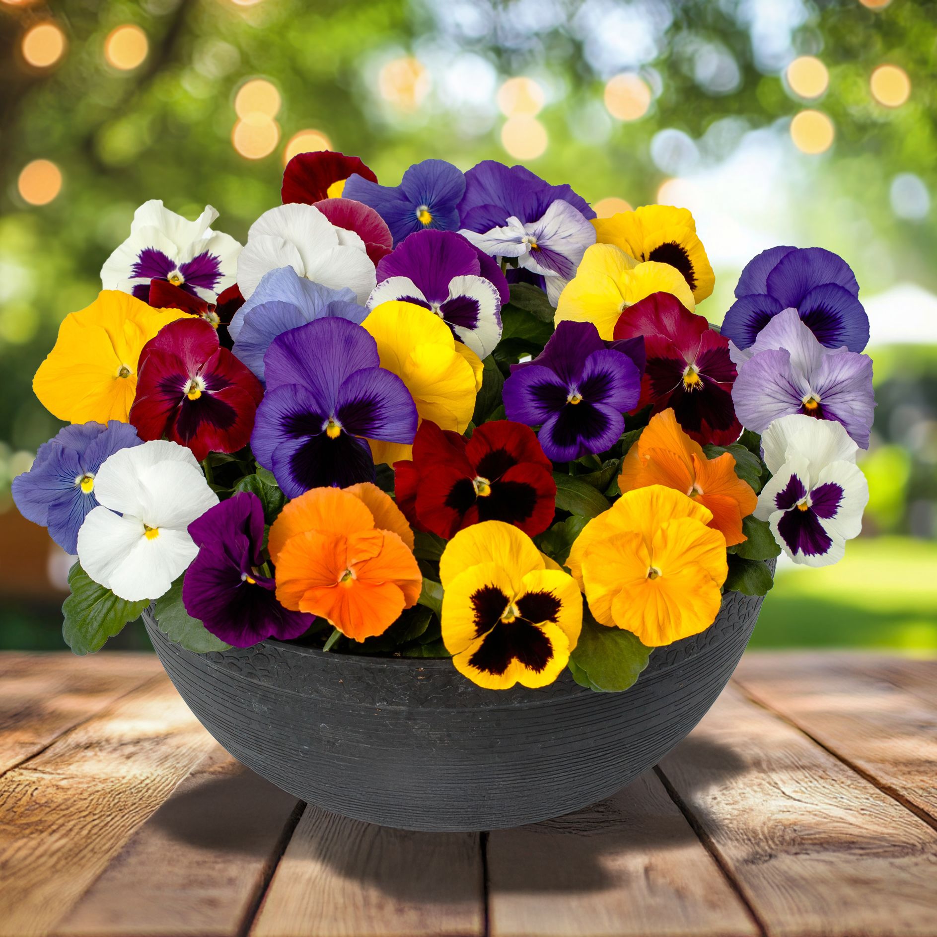 Delta™ Pro All Colors Mix | Syngenta Flowers