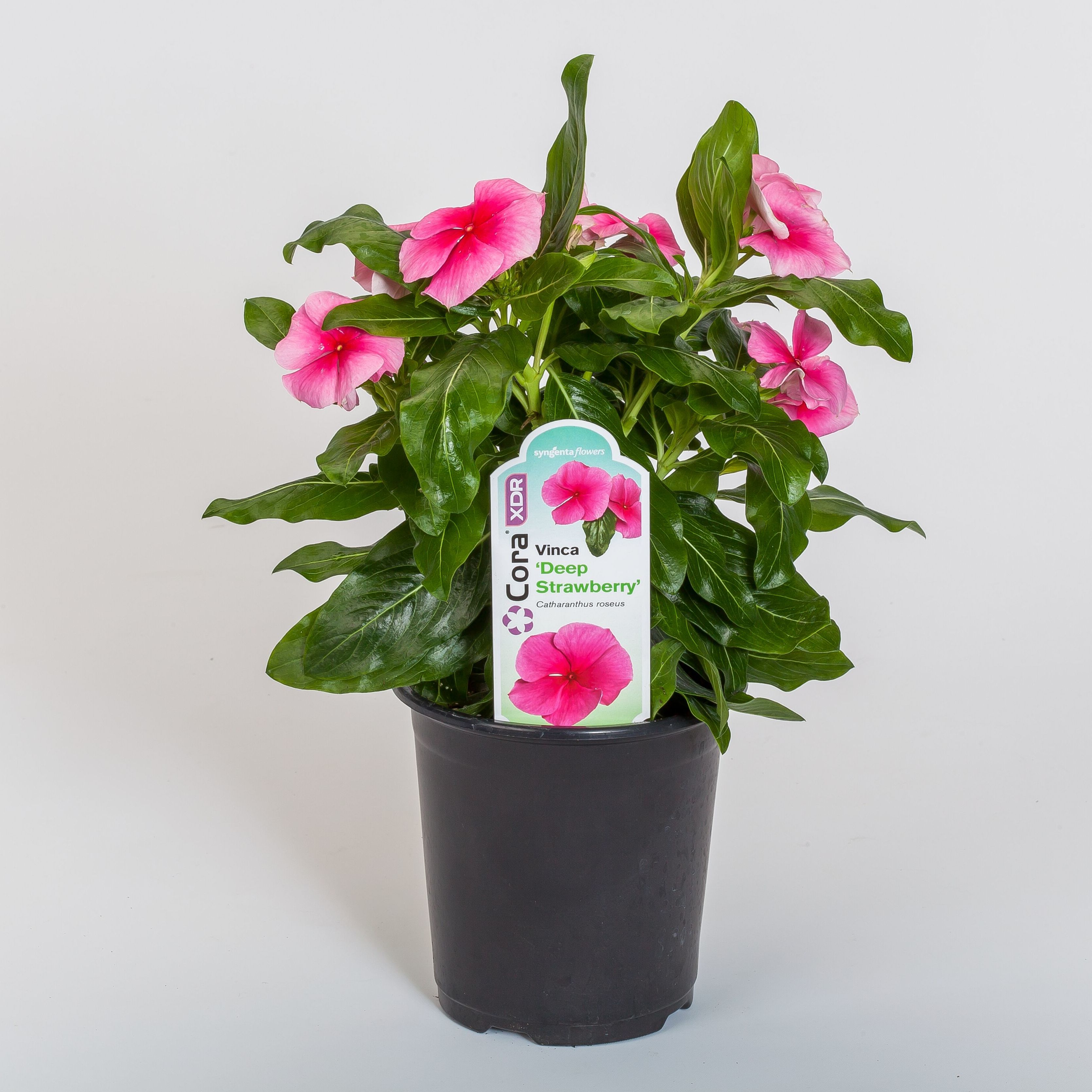 70064212-pot.jpg