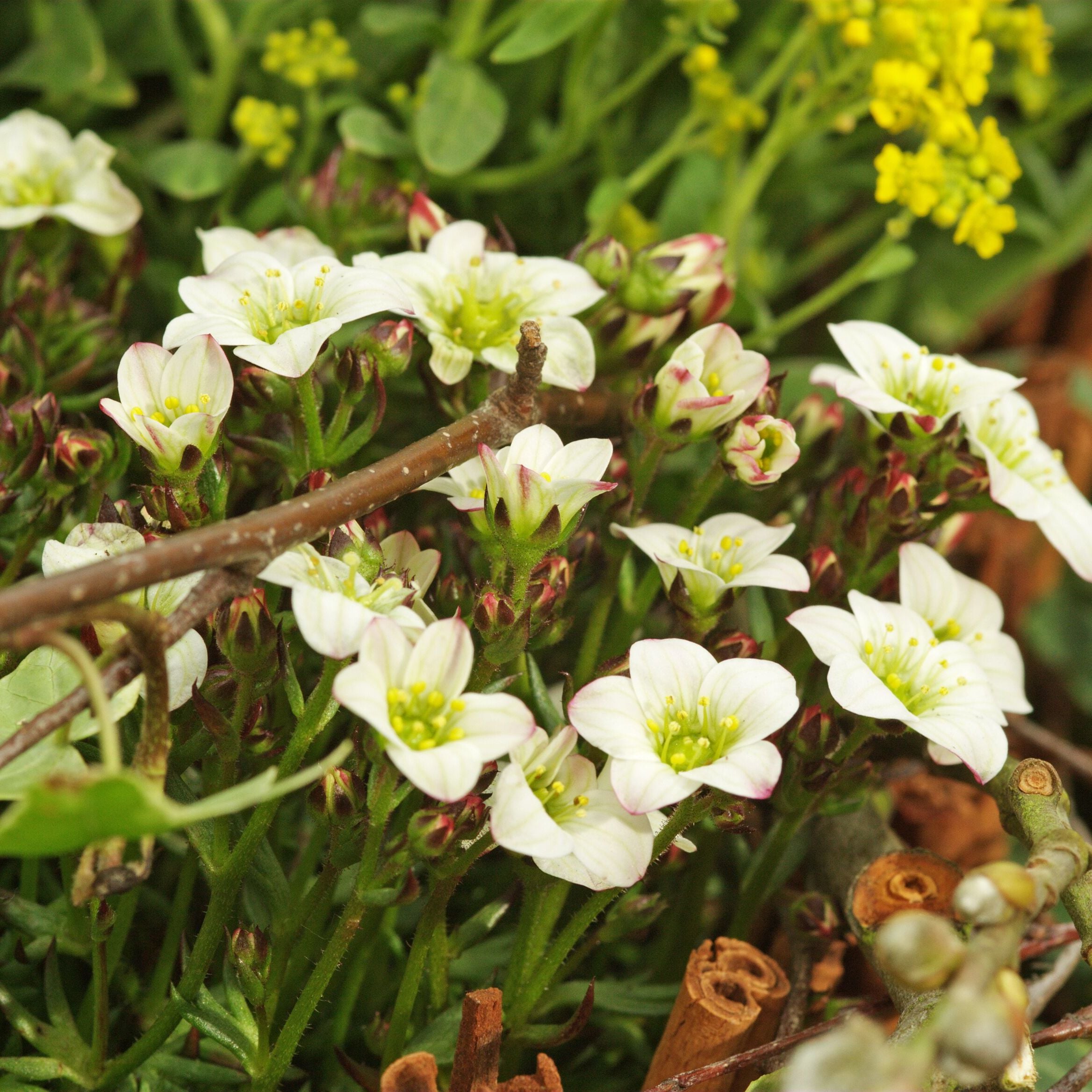 Touran™ Large White | Syngenta Flowers