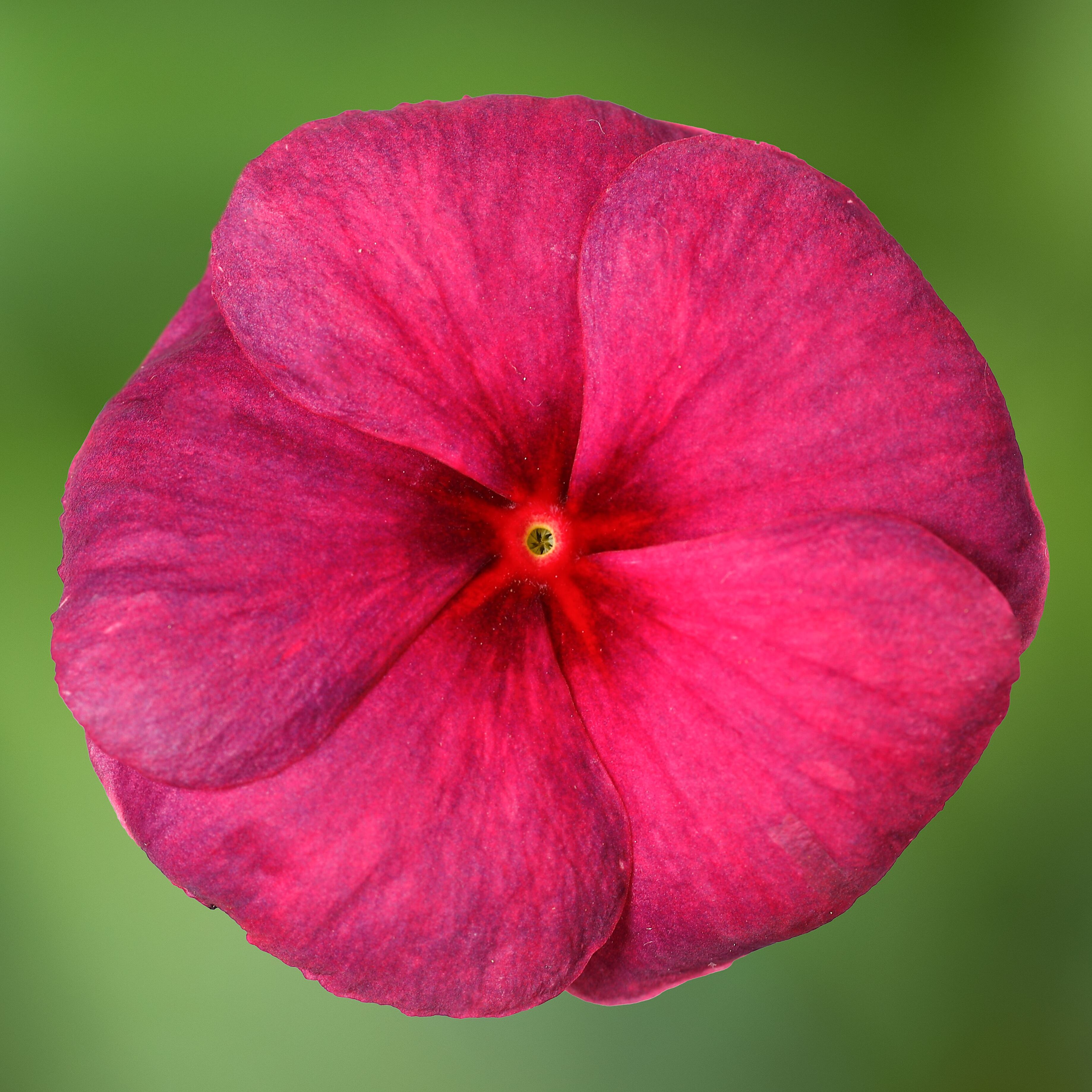 Blockbuster™ Raspberry Crush | Syngenta Flowers