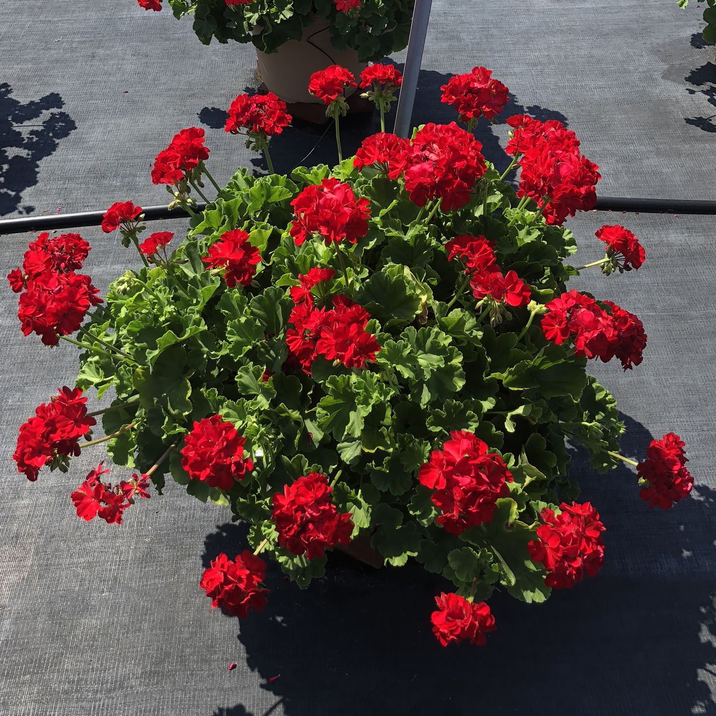 Calliope® Large Red | Syngenta Flowers