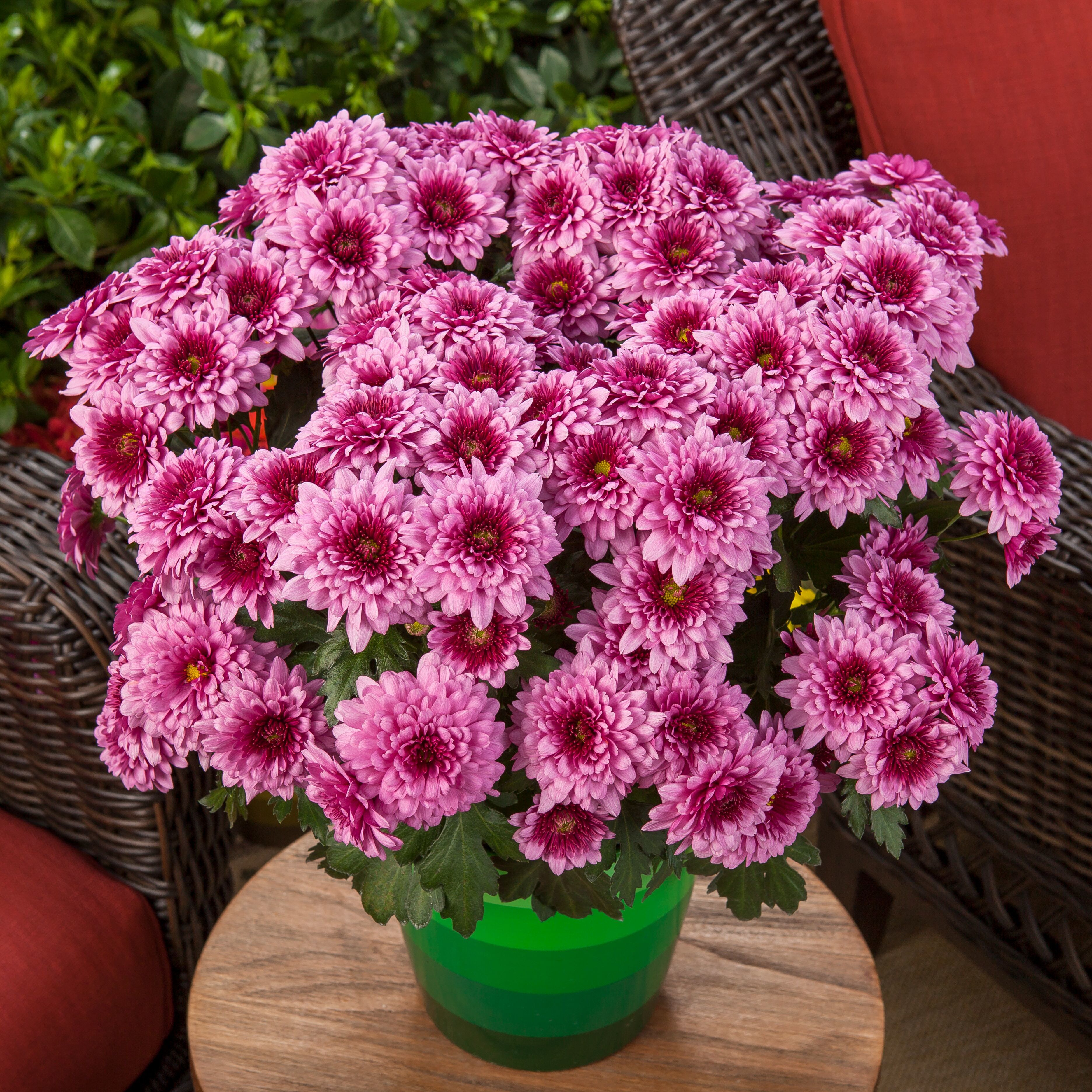 Newark™ Pink Bicolor | Syngenta Flowers