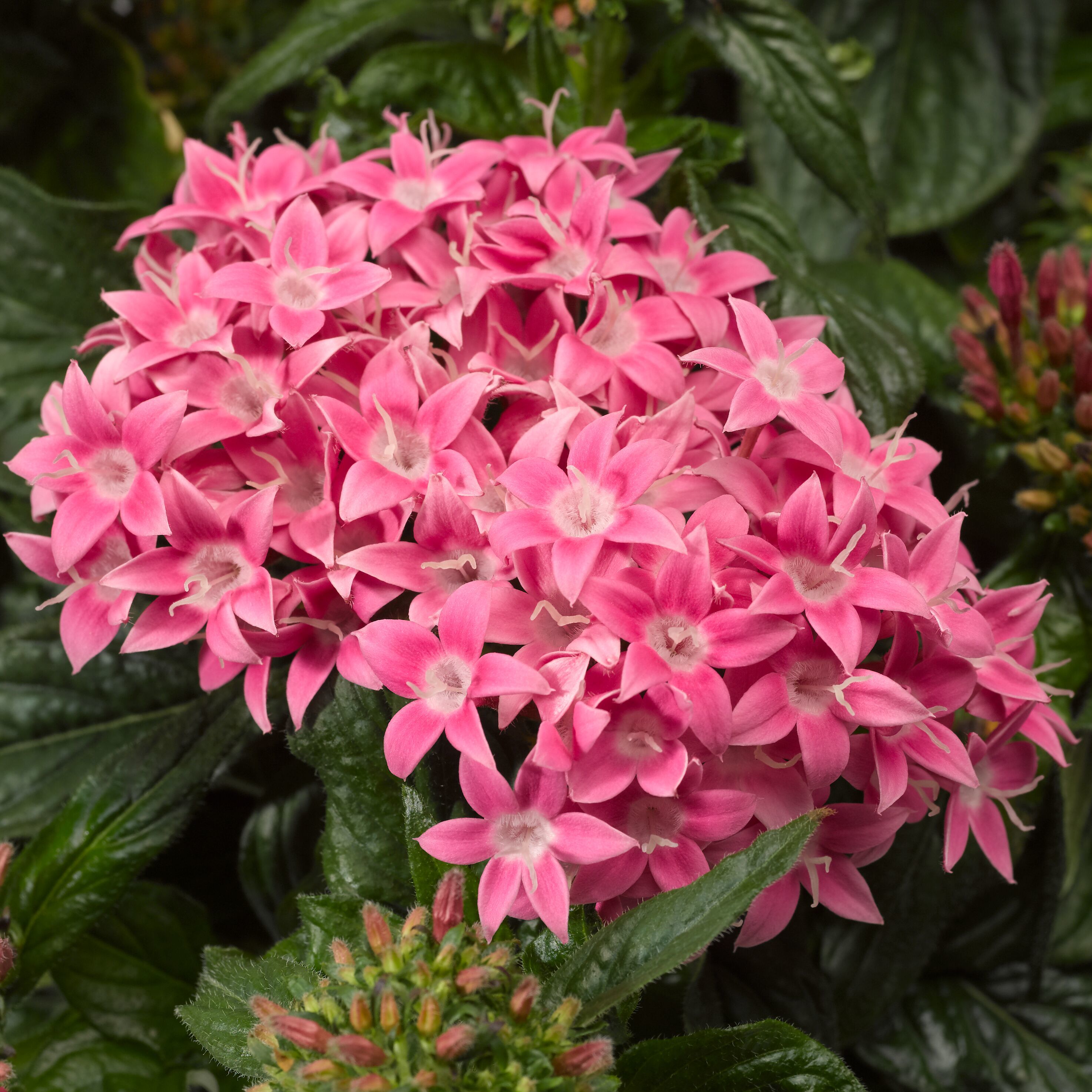 BeeBright™ Pink | Syngenta Flowers
