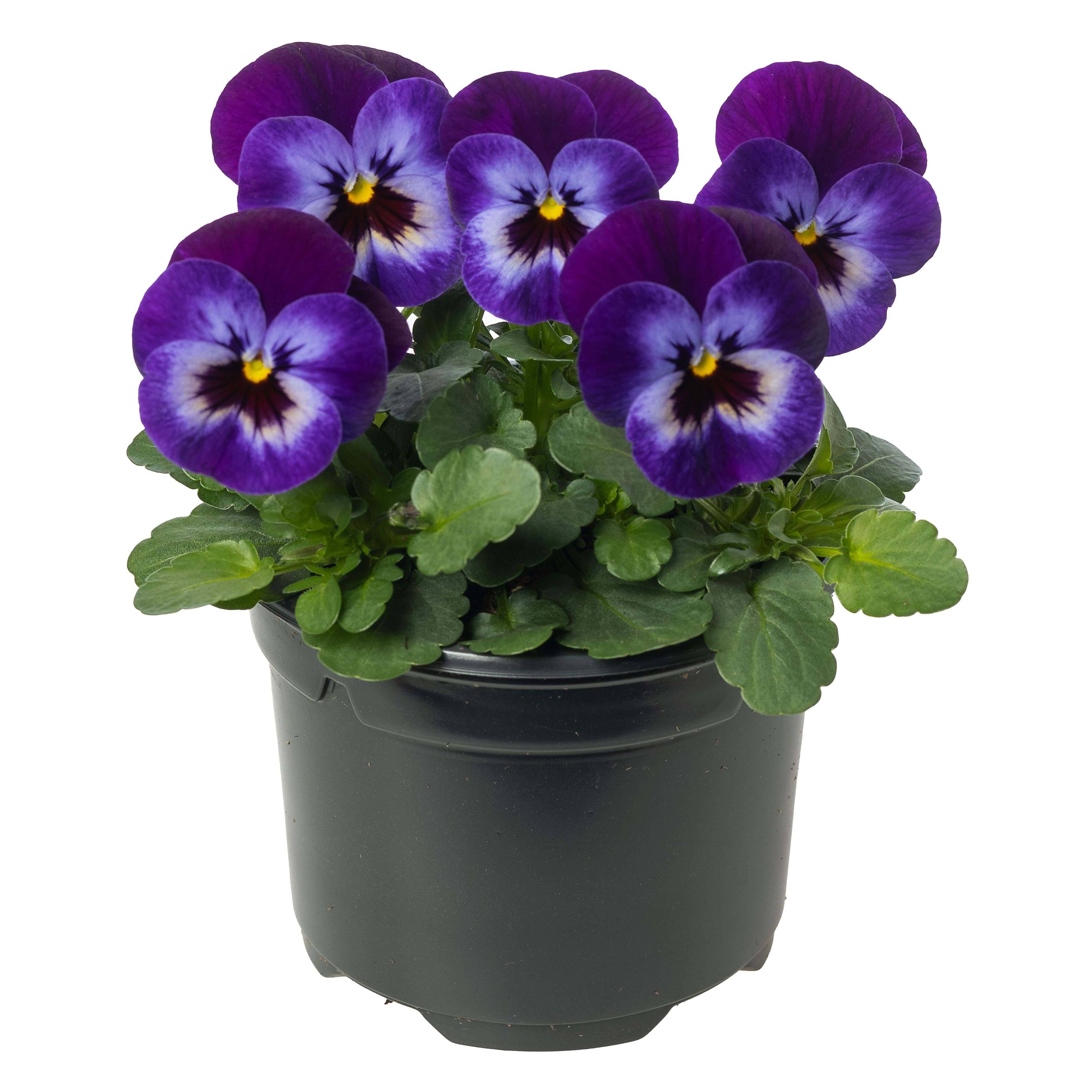 Deltini™ Violet Blue | Syngenta Flowers