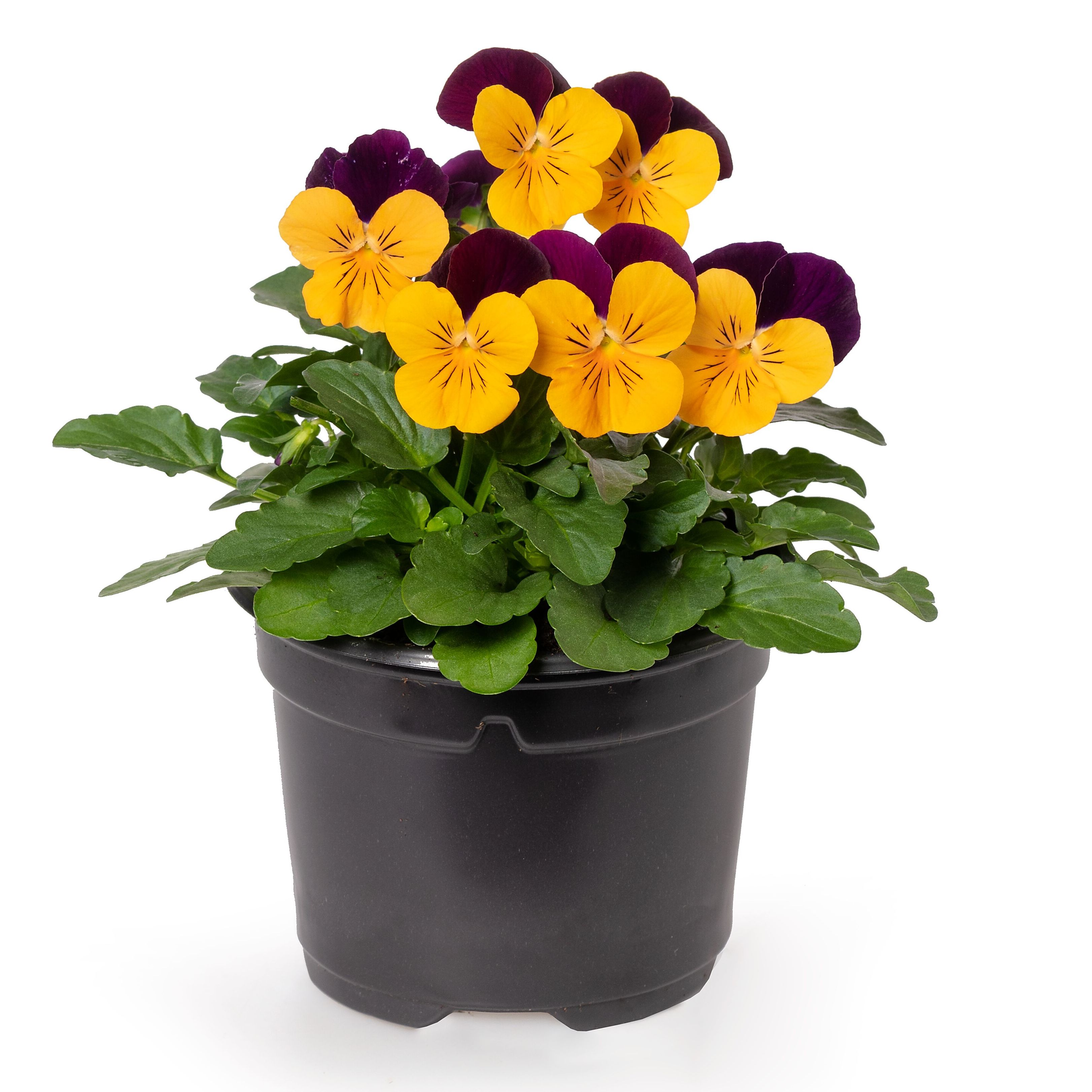 Penny™ Orange Jump-Up | Syngenta Flowers