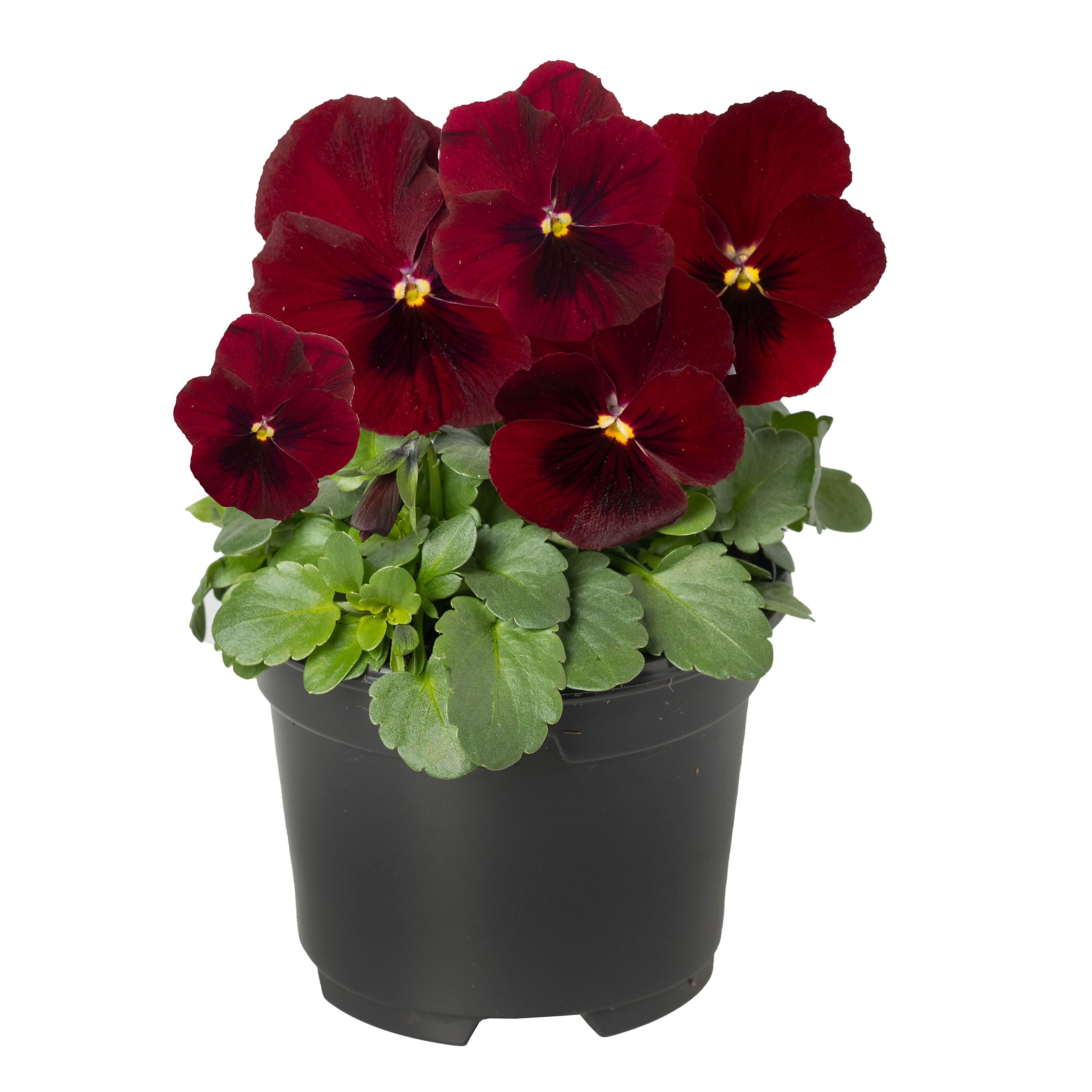 Penny™ Red Blotch | Syngenta Flowers
