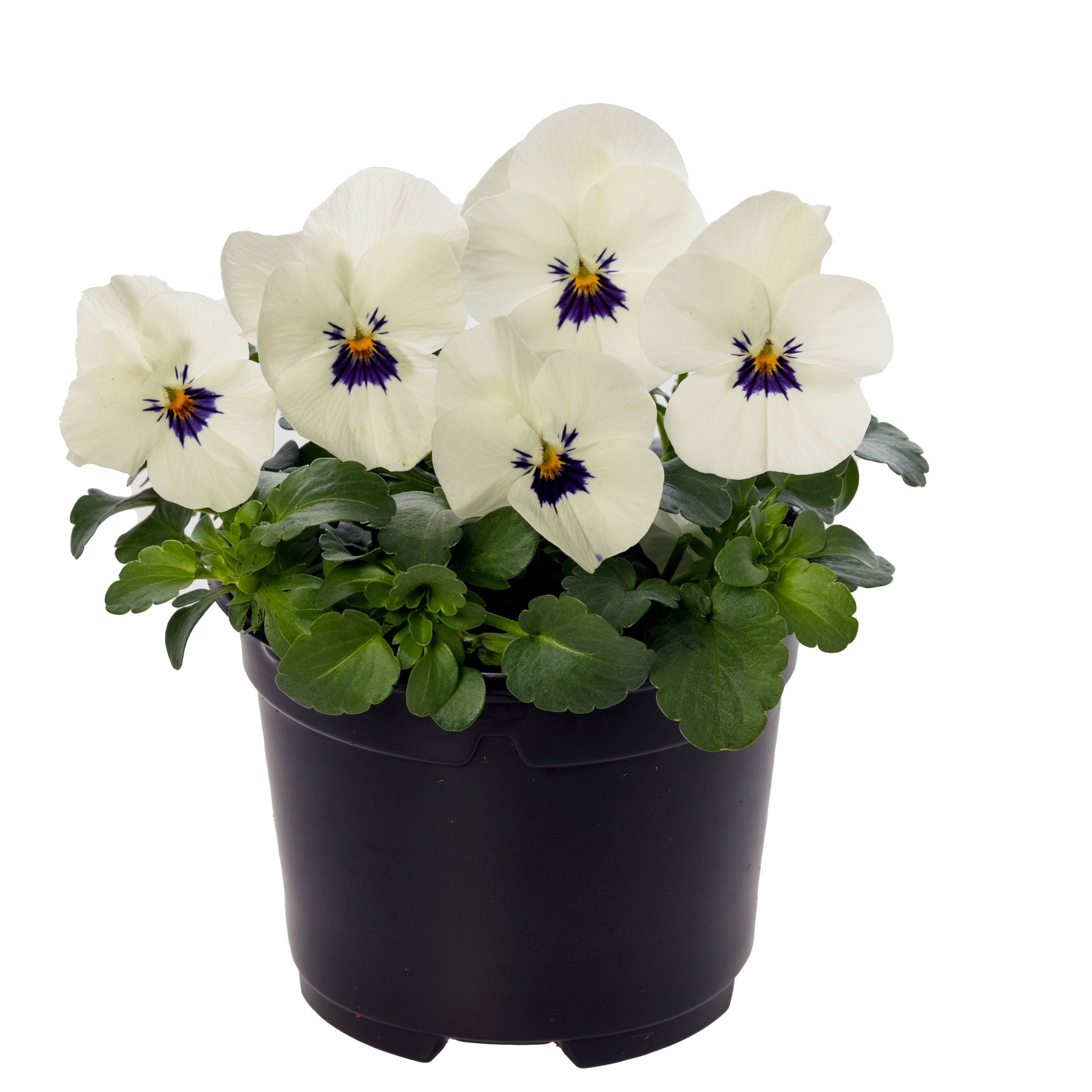 Penny™ White Blotch | Syngenta Flowers