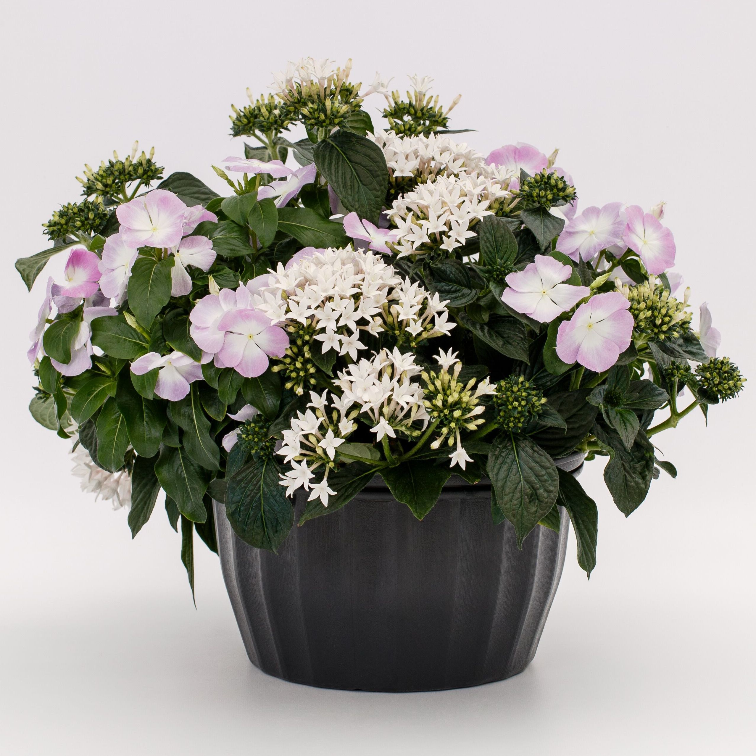 Nirvana® XDR Blue Halo | Syngenta Flowers