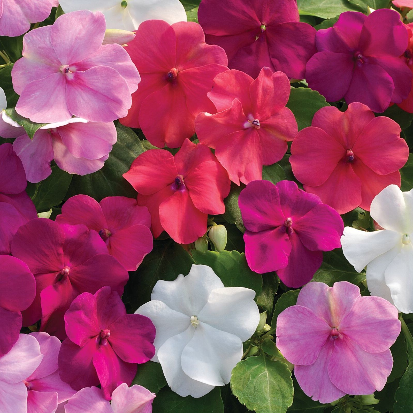 Xtreme™ Rosy Mix | Syngenta Flowers