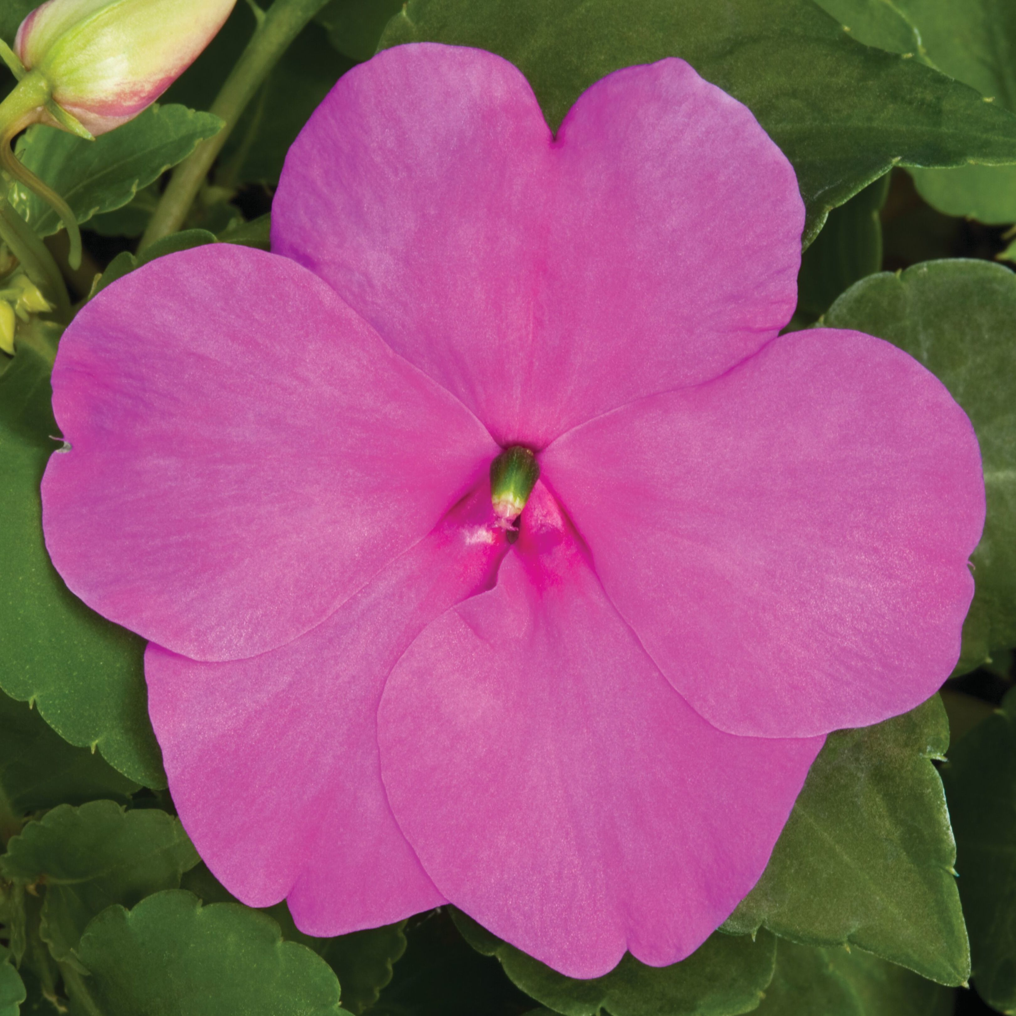 70007942-flower.jpg