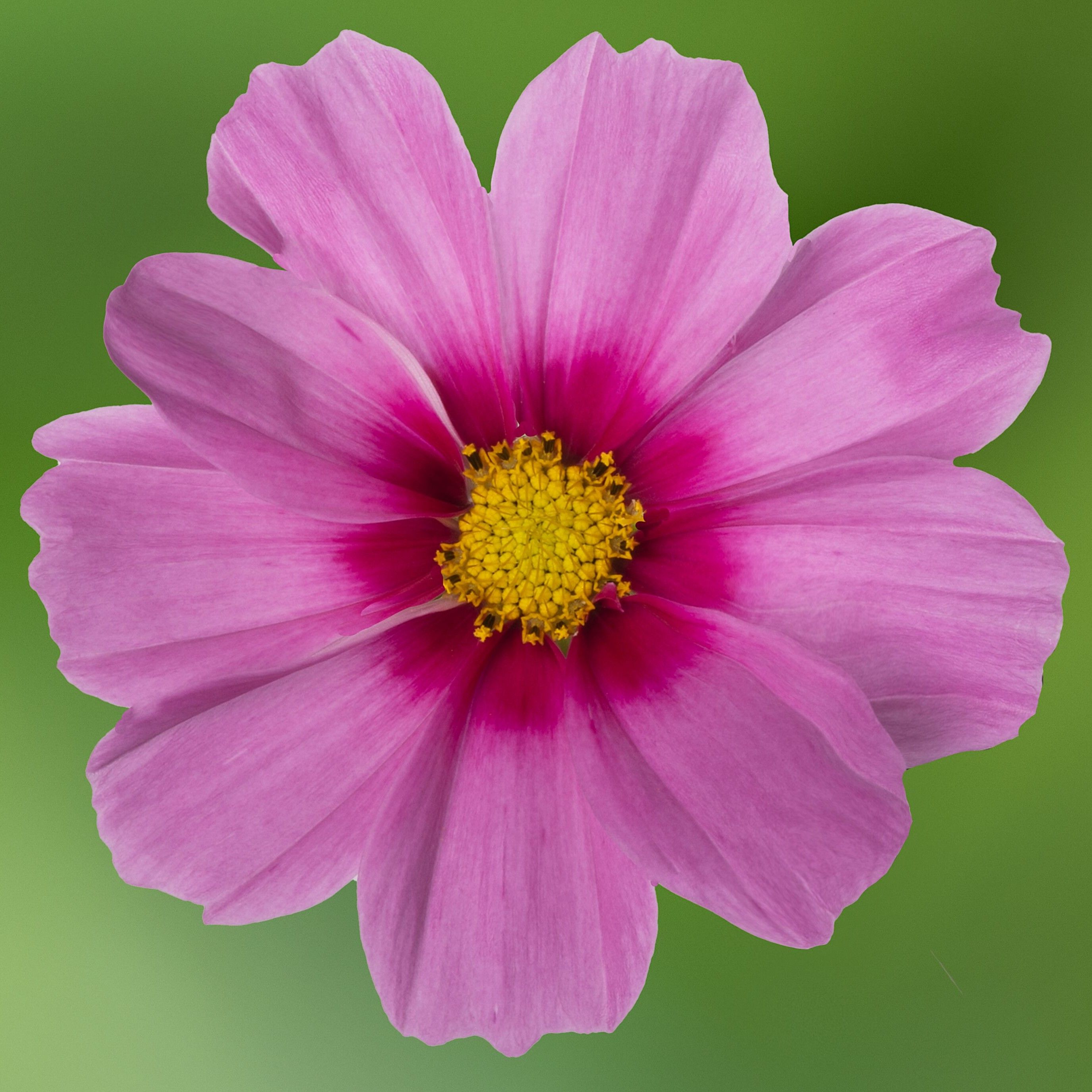 Apollo™ Pink Blush | Syngenta Flowers