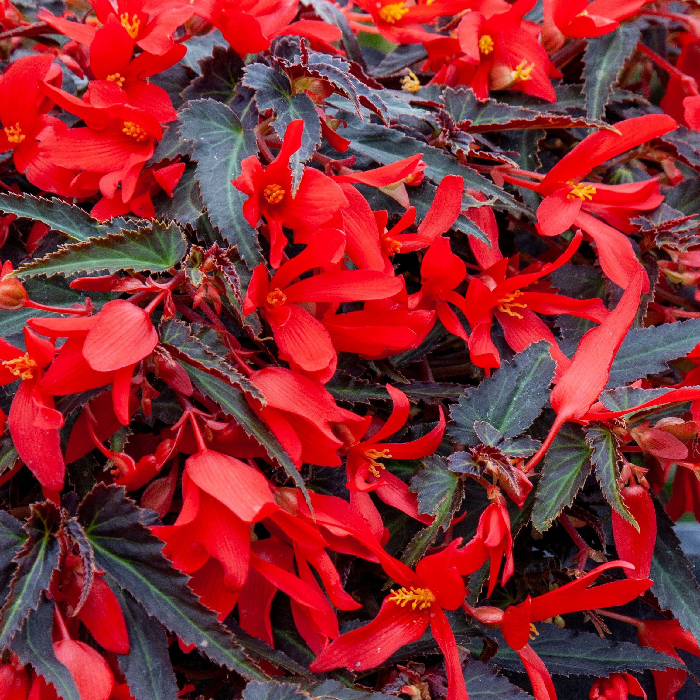 Bossa Nova™ Night Fever Rosso | Syngenta Flowers