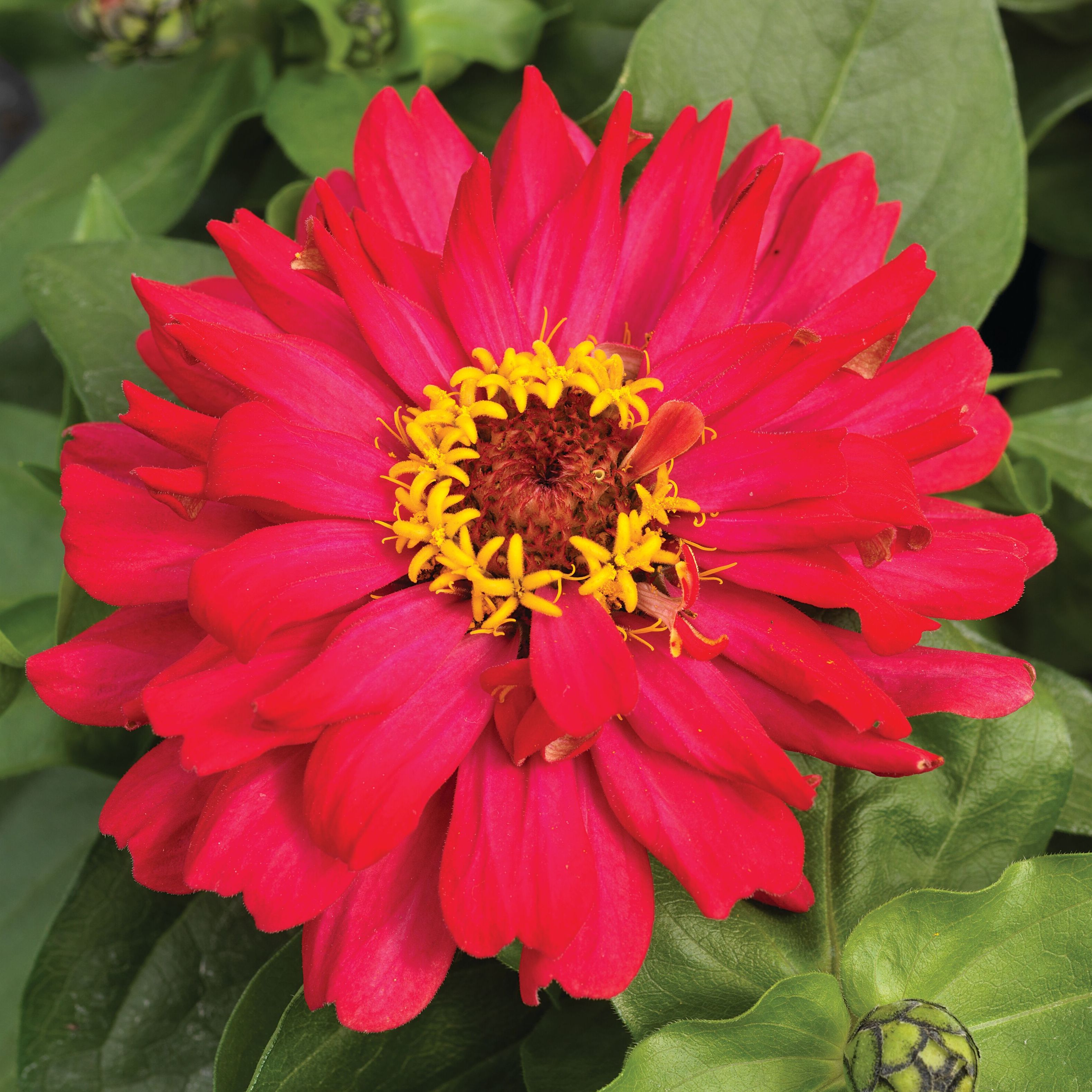 Short Stuff™ Cherry Shades | Syngenta Flowers