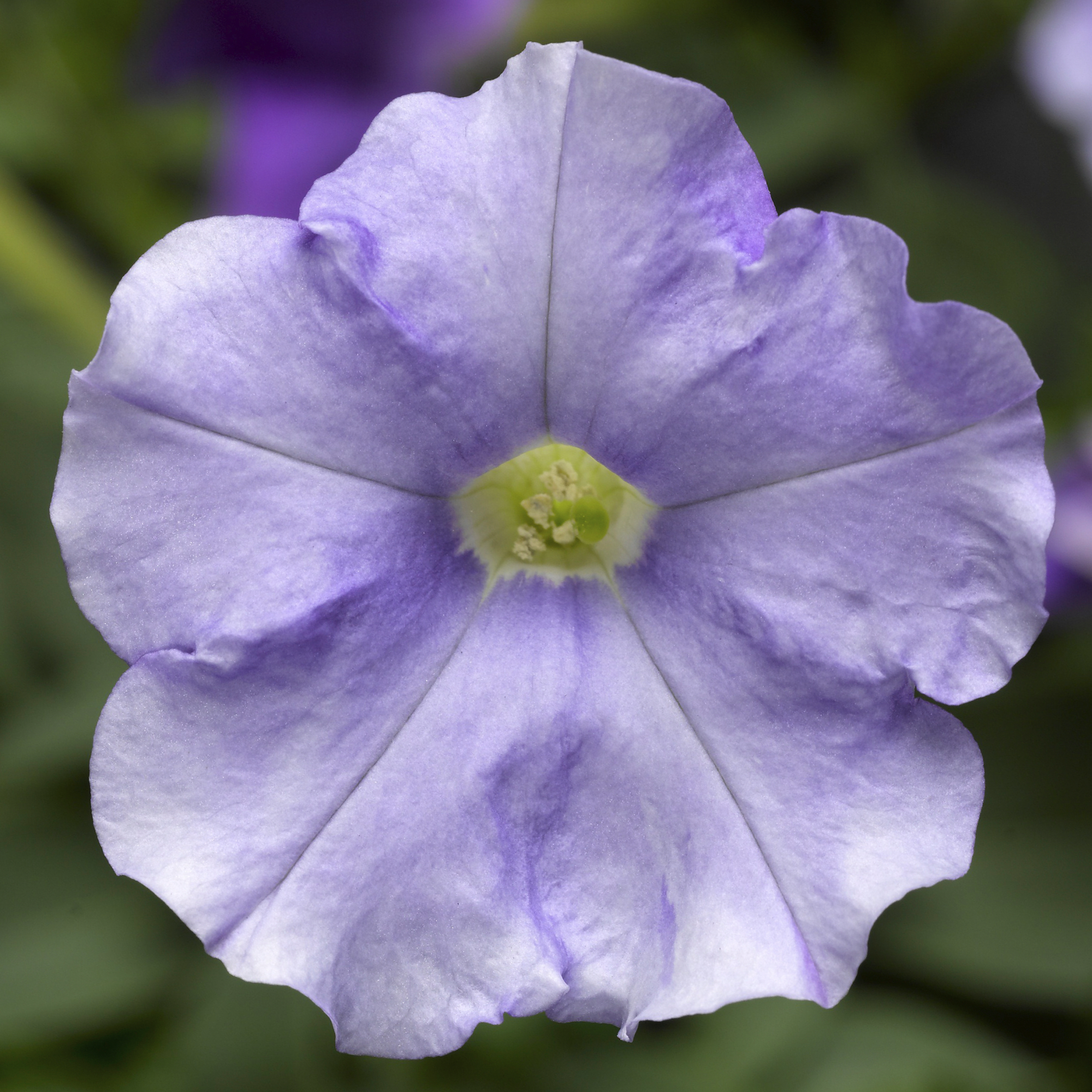 FlashForward™ Sky Blue