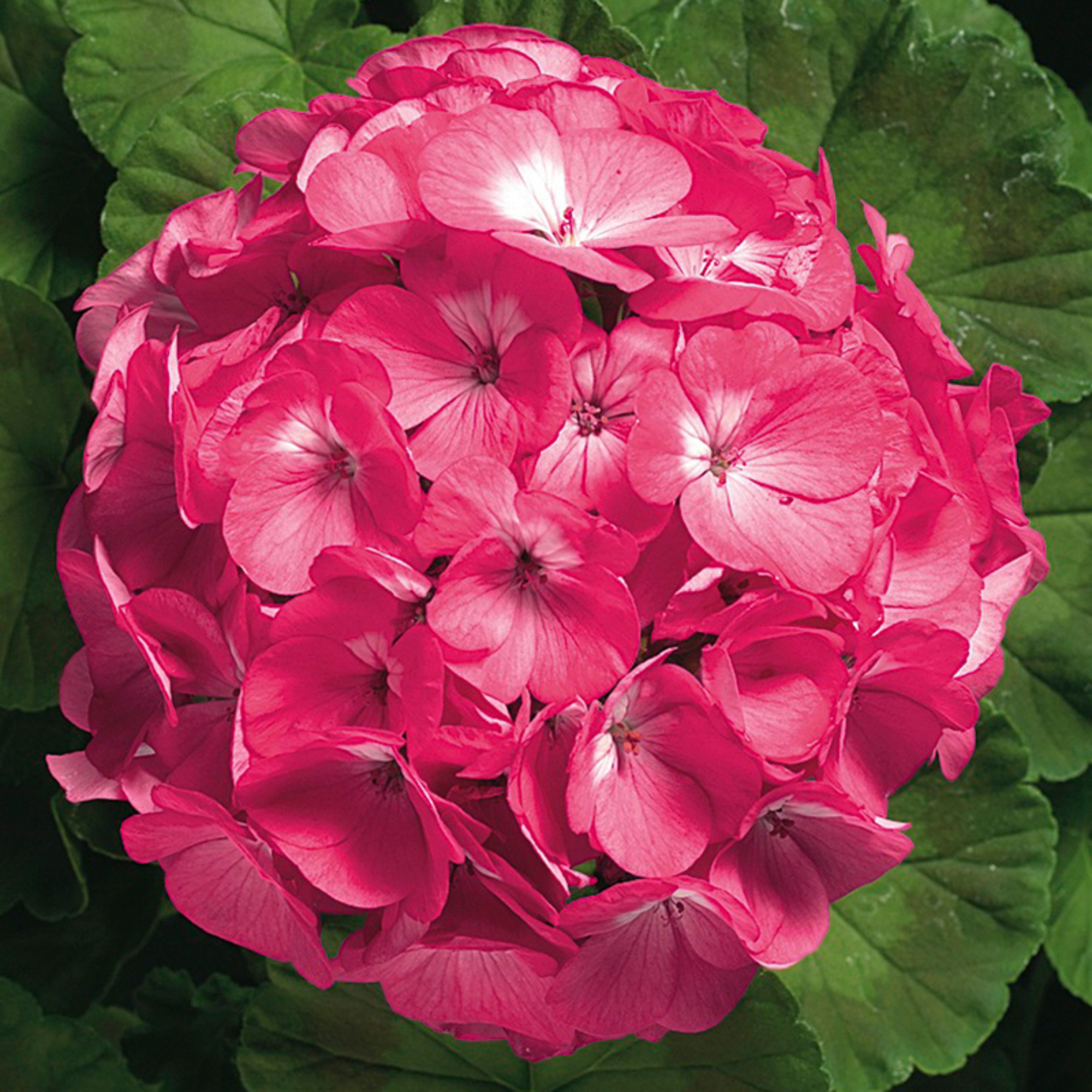 Ringo 2000 Red Geranium Seeds – 12 Fresh Seeds For Planting, Free Shipping