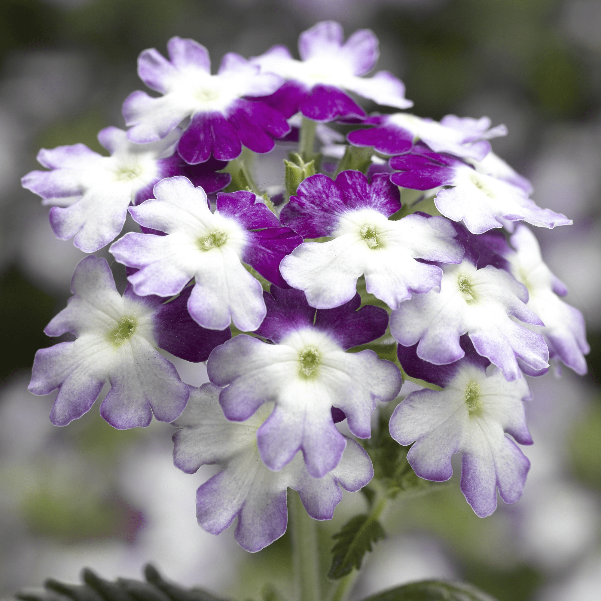 Obsession™ Twister Purple