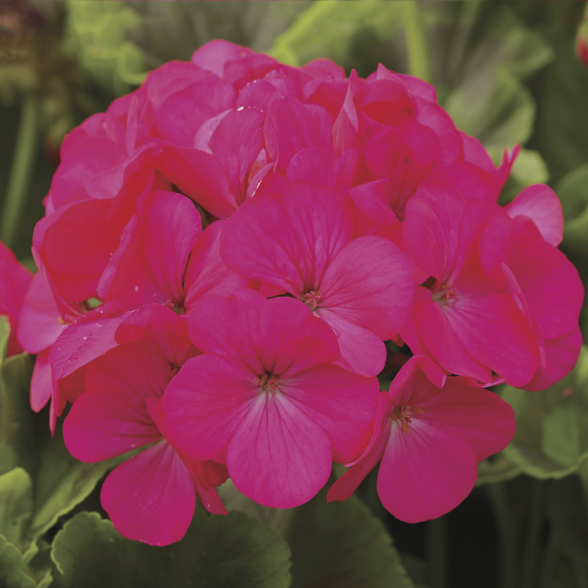 Pinto™ Premium Lavender Rose