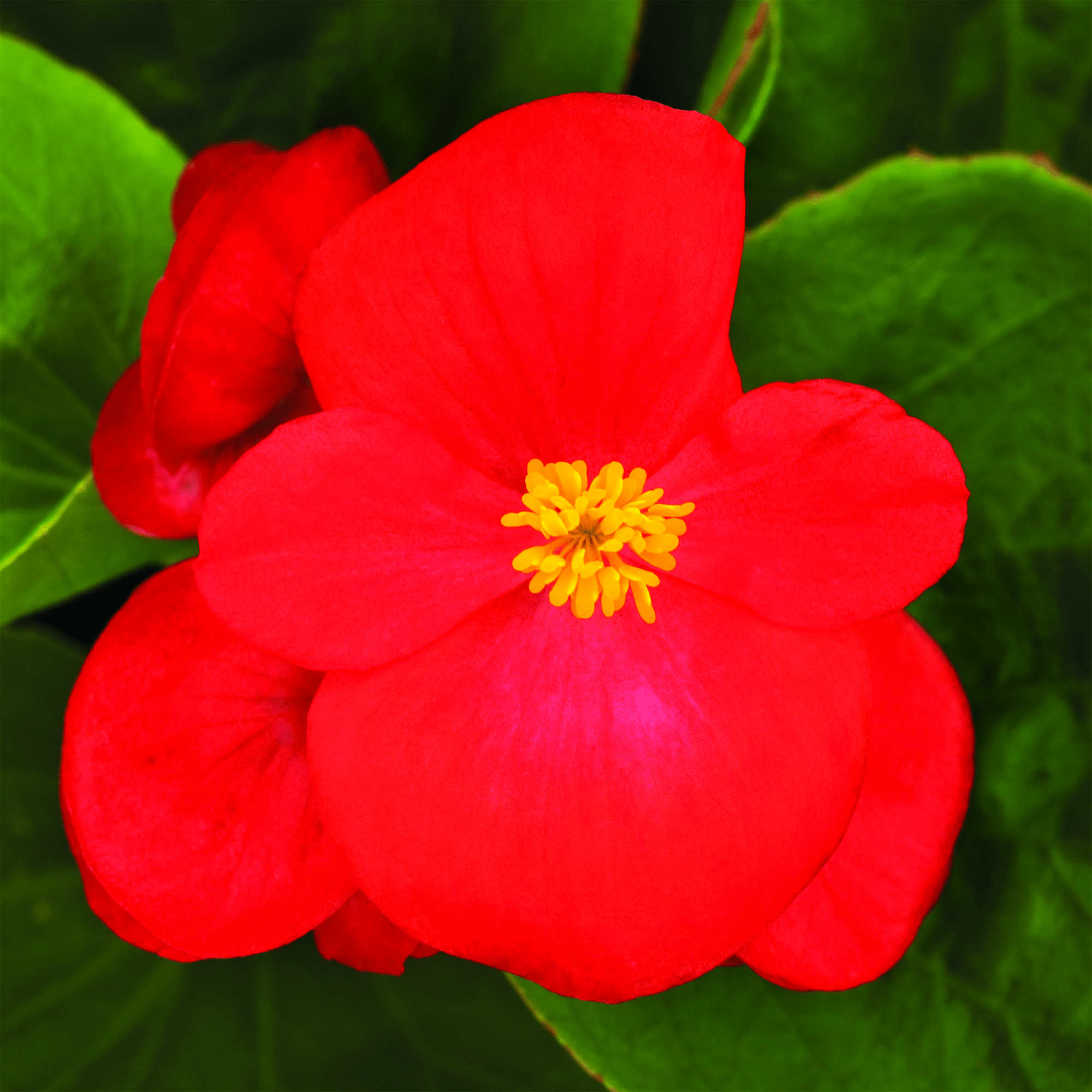 Bada Bing® Scarlet