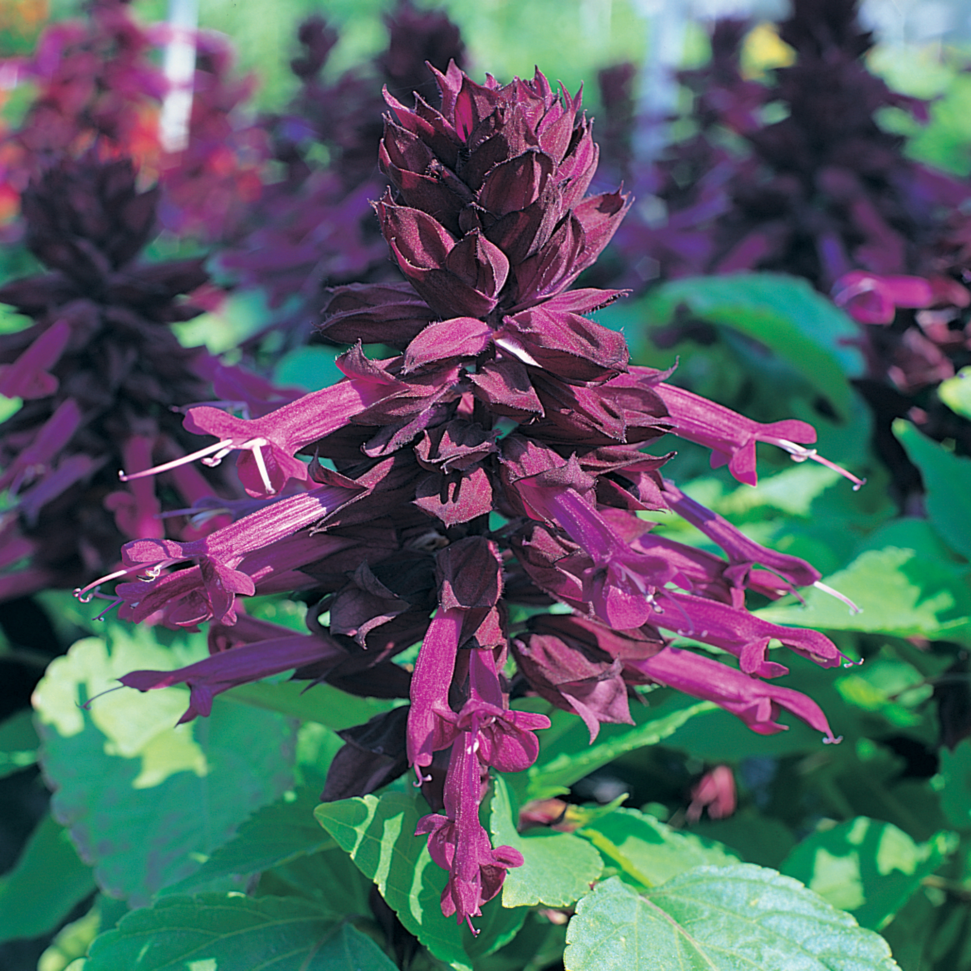 Sizzler™ Purple