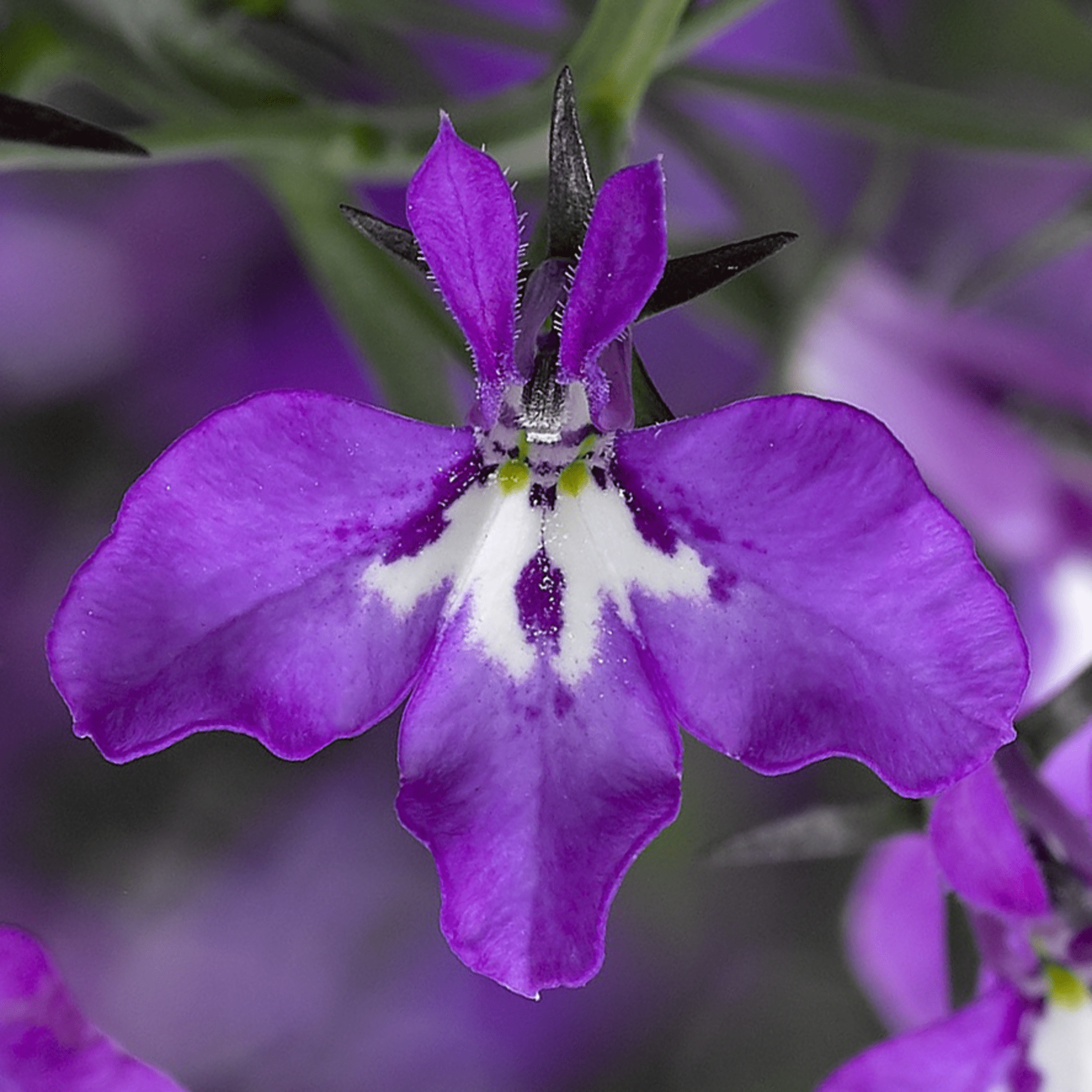 Techno® Violet