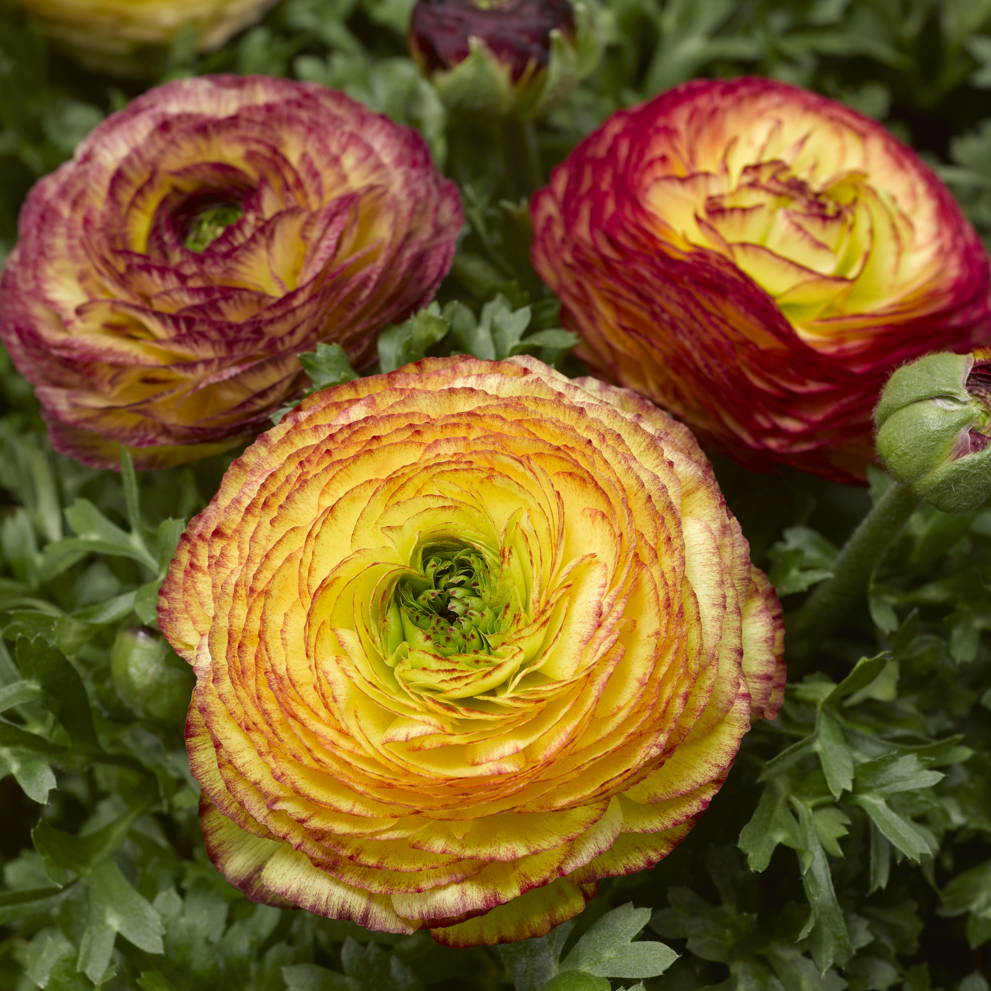 Maché™ Lemon Rose Bicolor