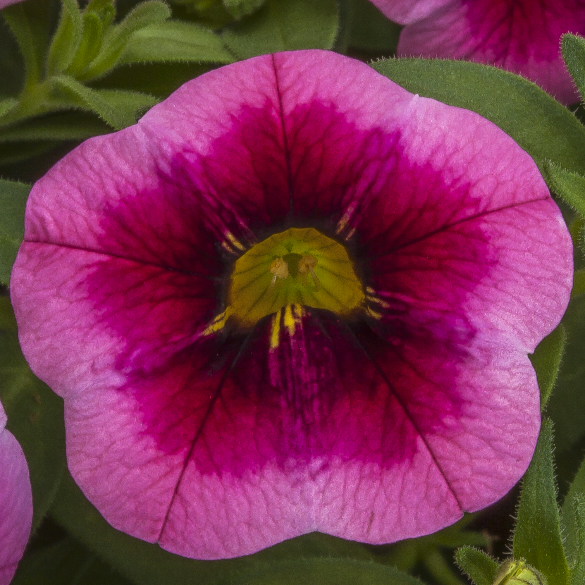 Cabrio™ Eclipse Strawberry