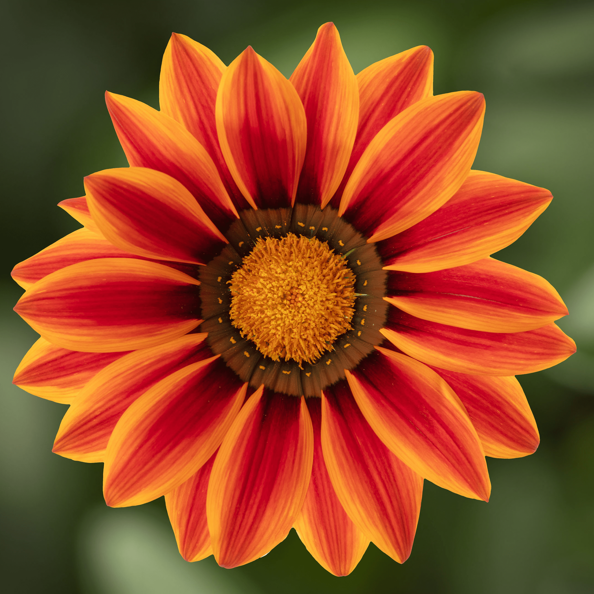 Big Kiss™ Orange Flame