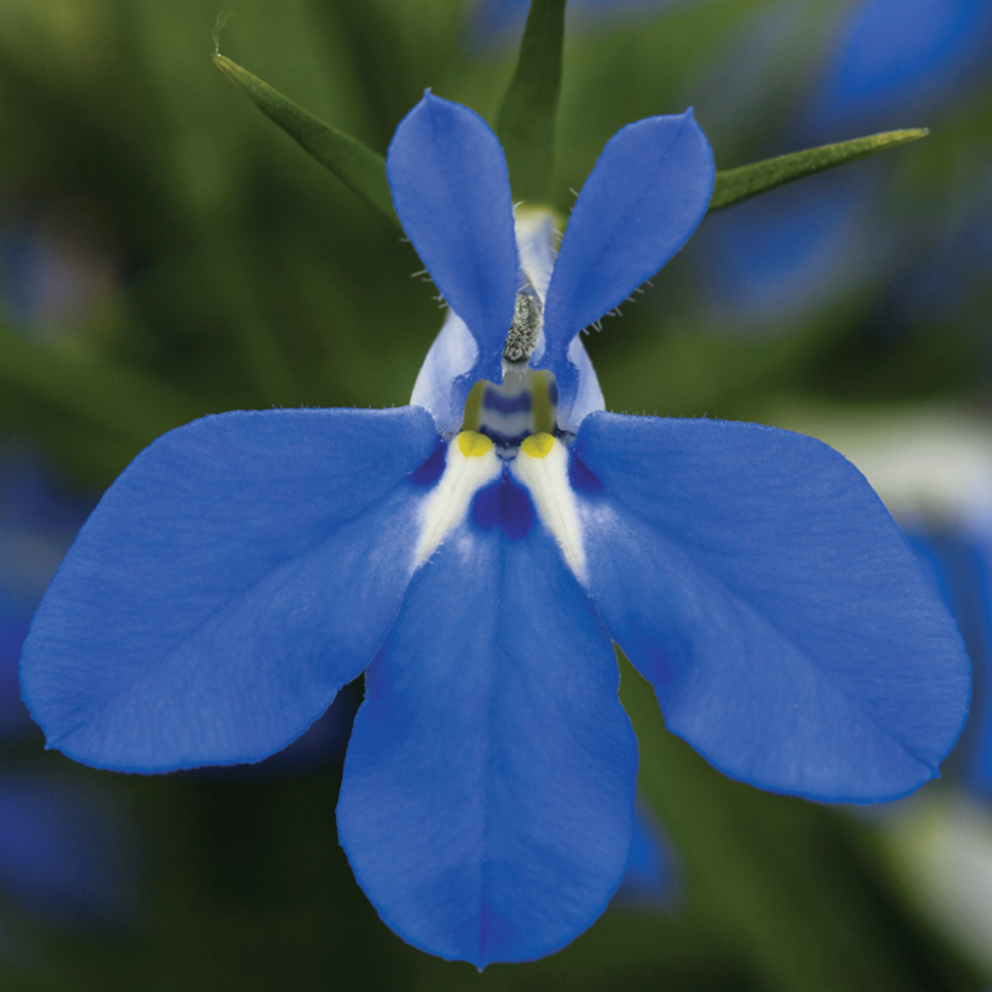 Techno® Blue