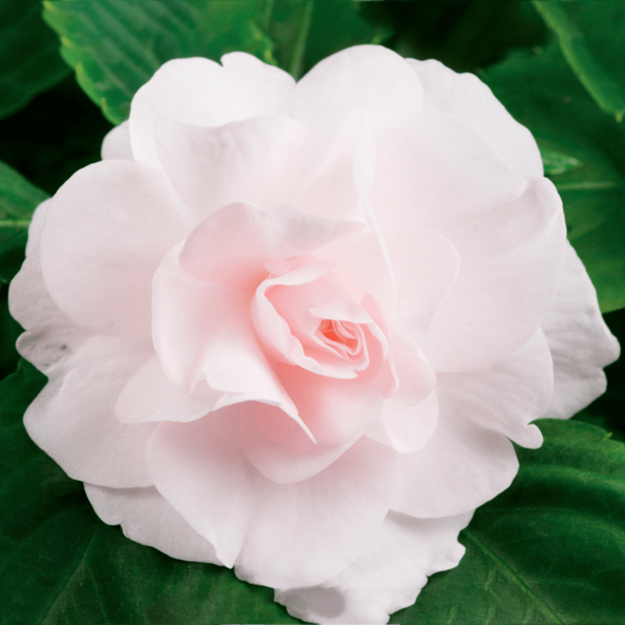 Silhouette® Appleblossom