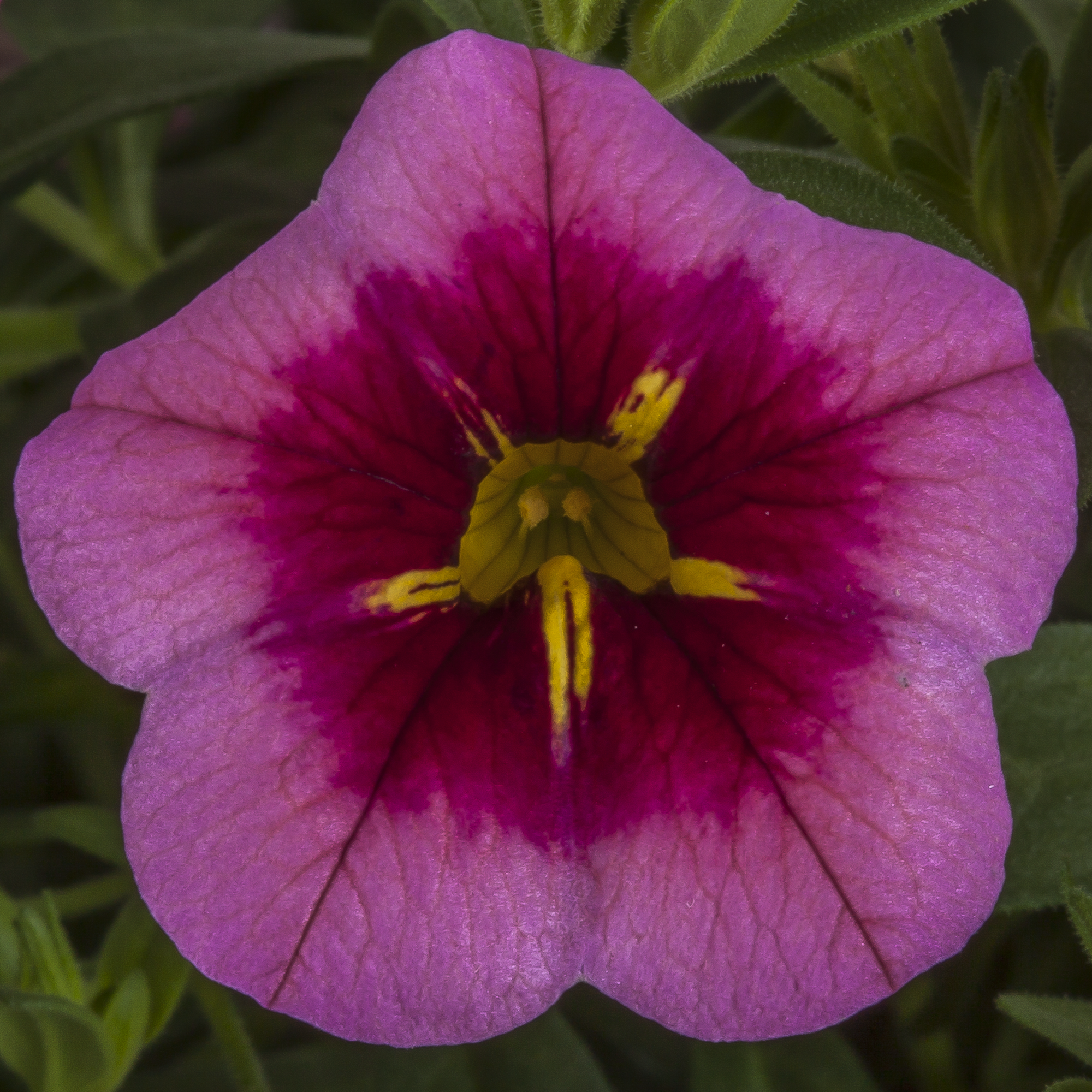Cabrio™ Pink with Eye