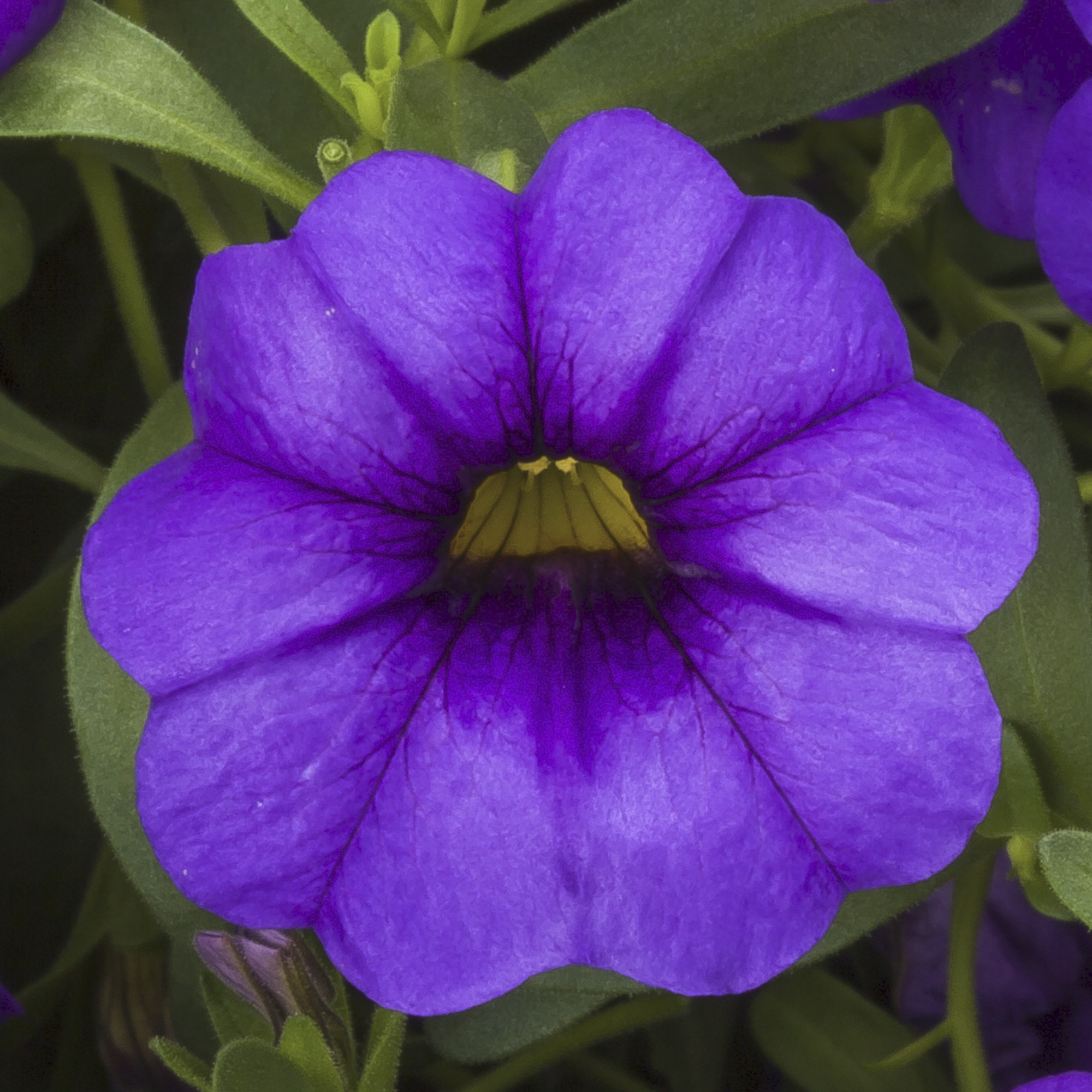 Cabrio™ Amethyst