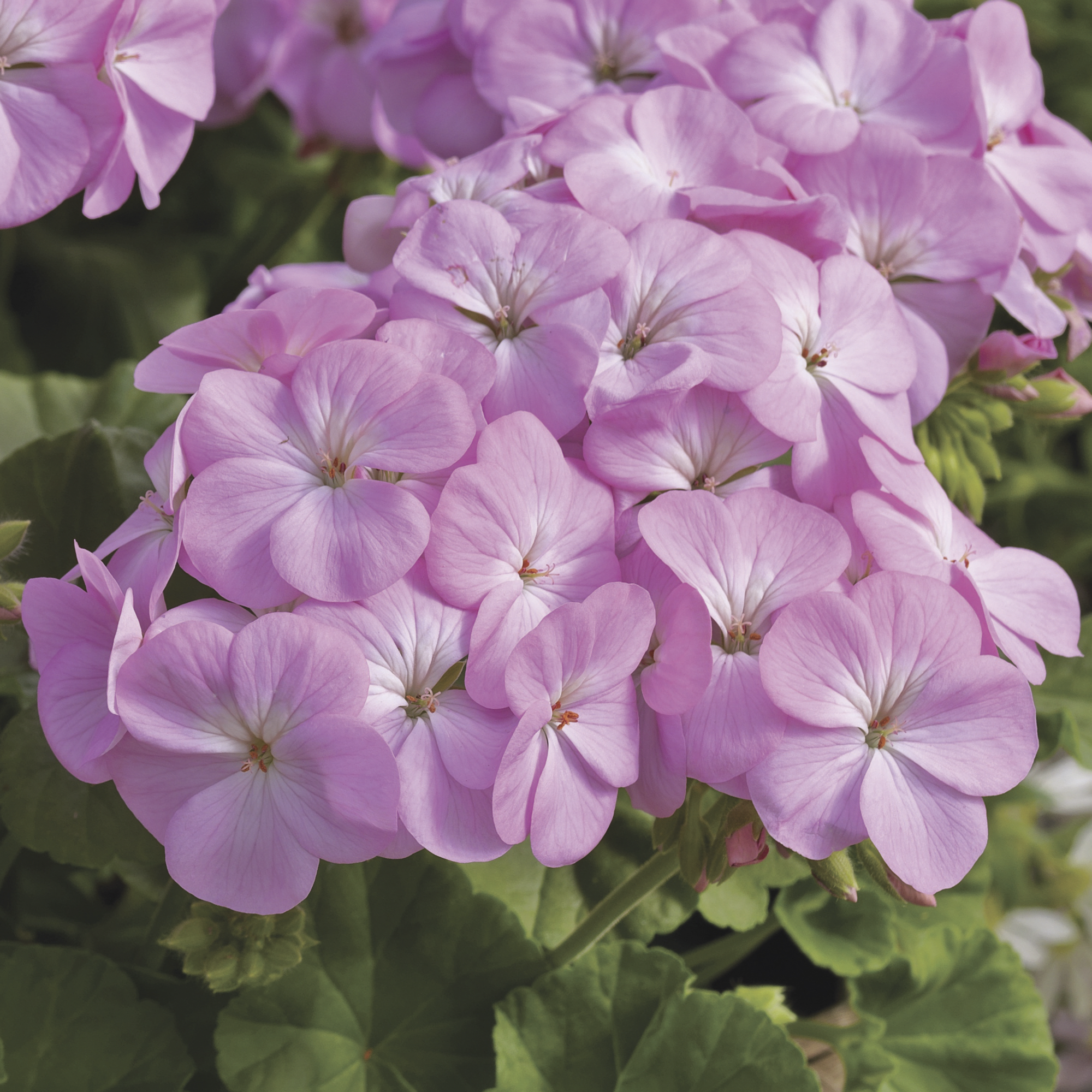 Multibloom™ Lavender