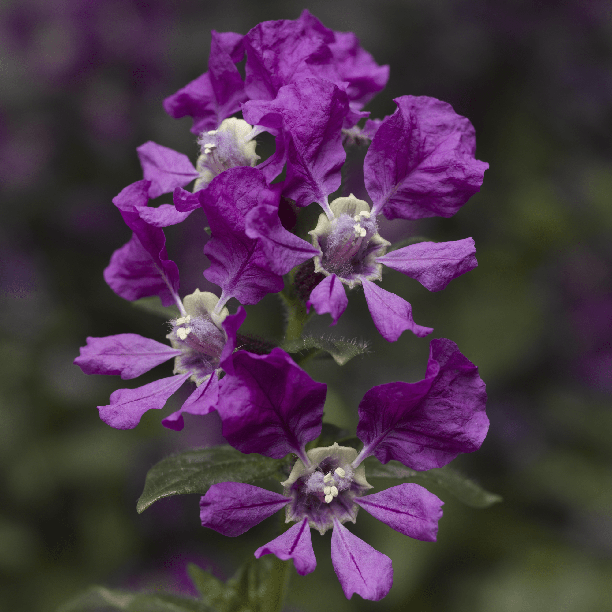 Sriracha™ Violet