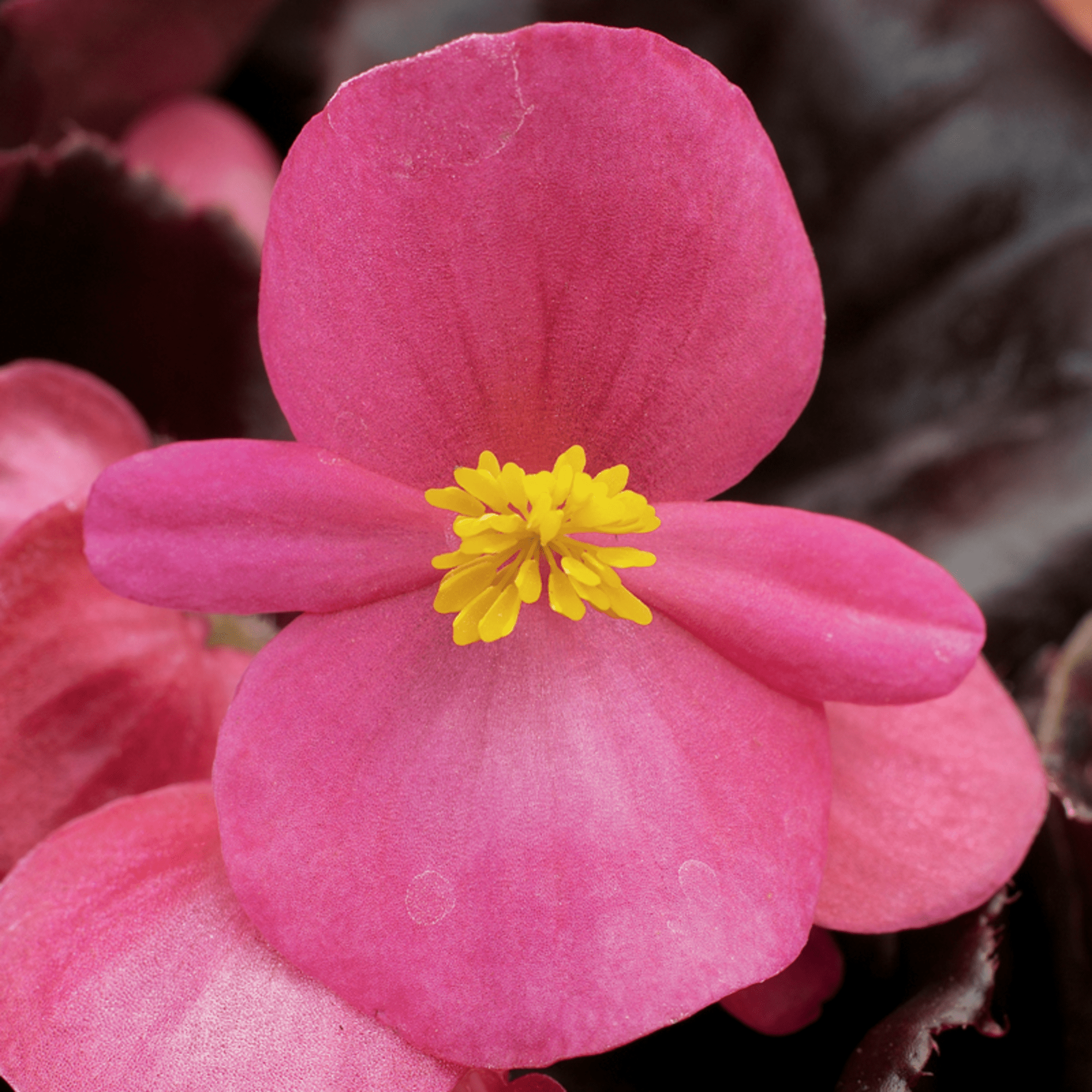 Eureka™ Bronze Leaf Rose