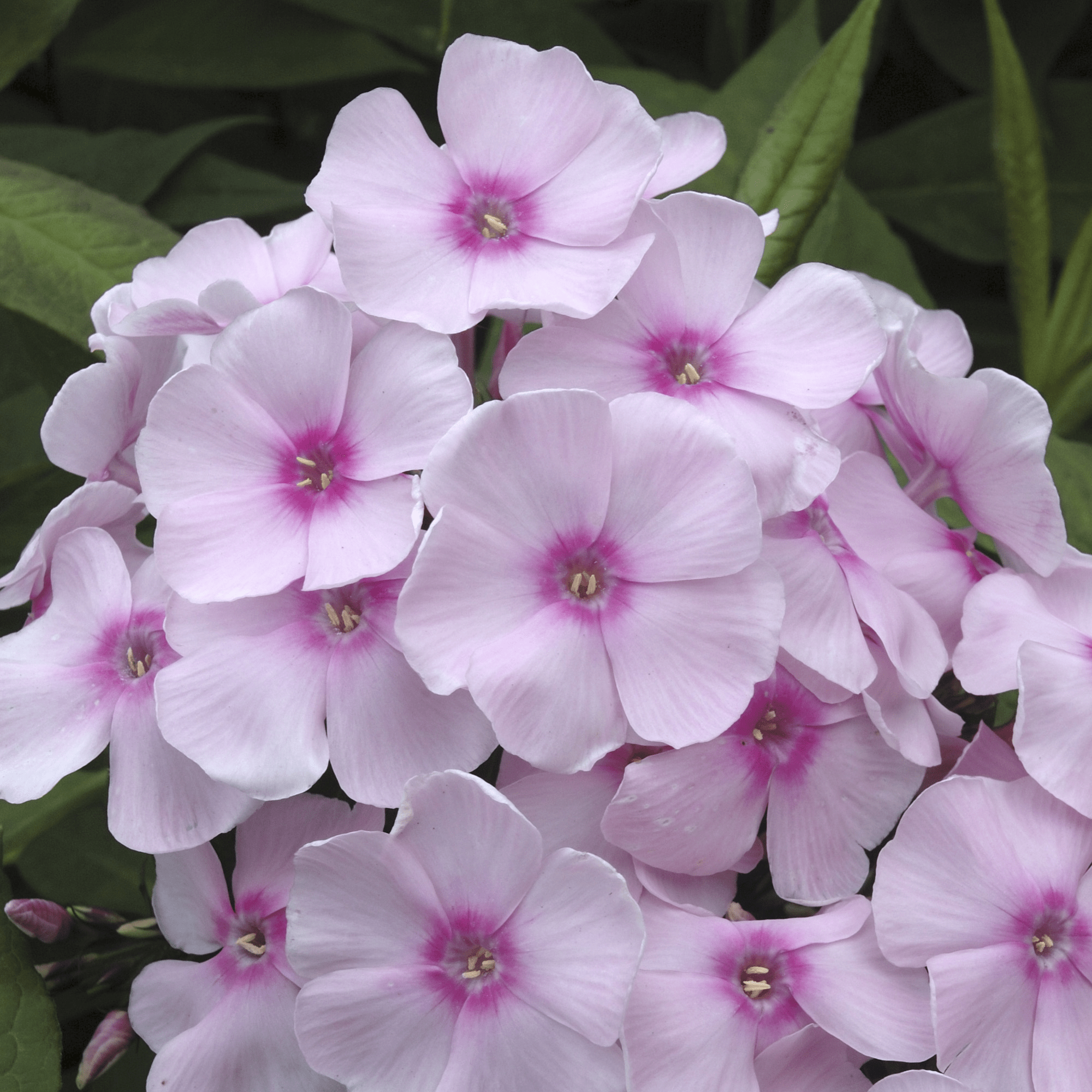 Sweet Summer™ Sensation™ Soft Pink