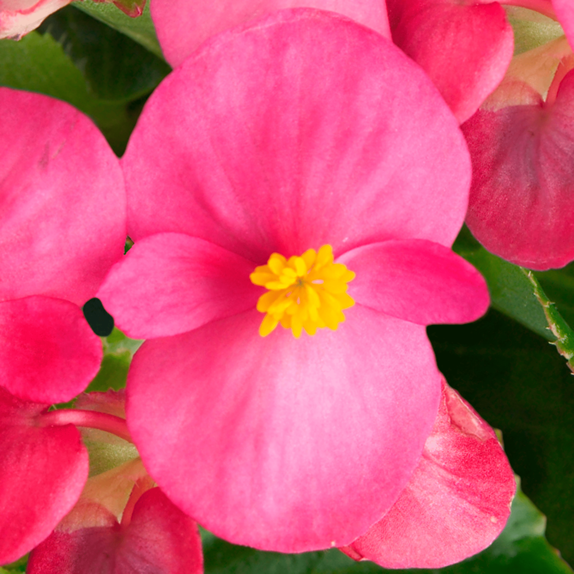 Eureka™ Green Leaf Rose