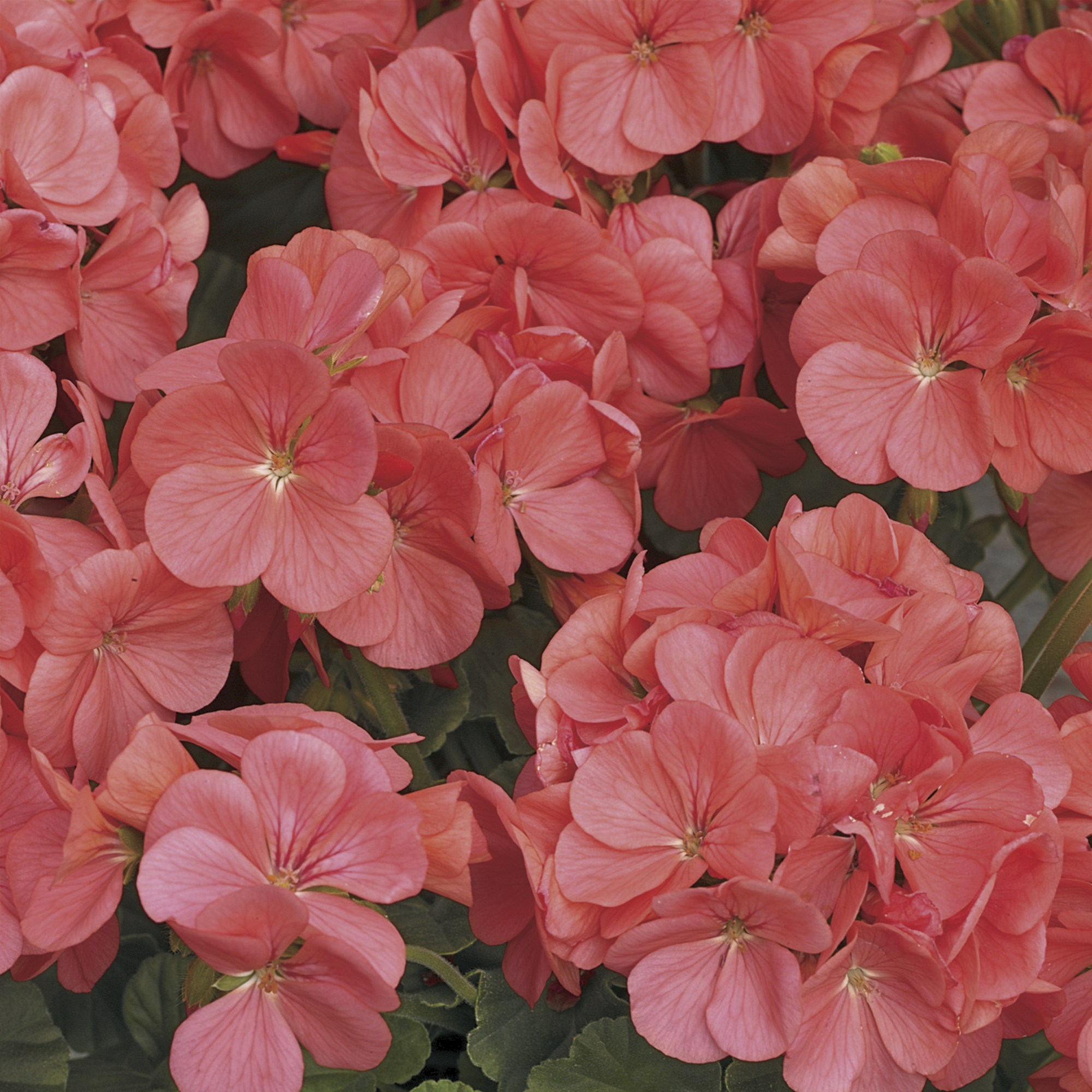 Multibloom™ Capri