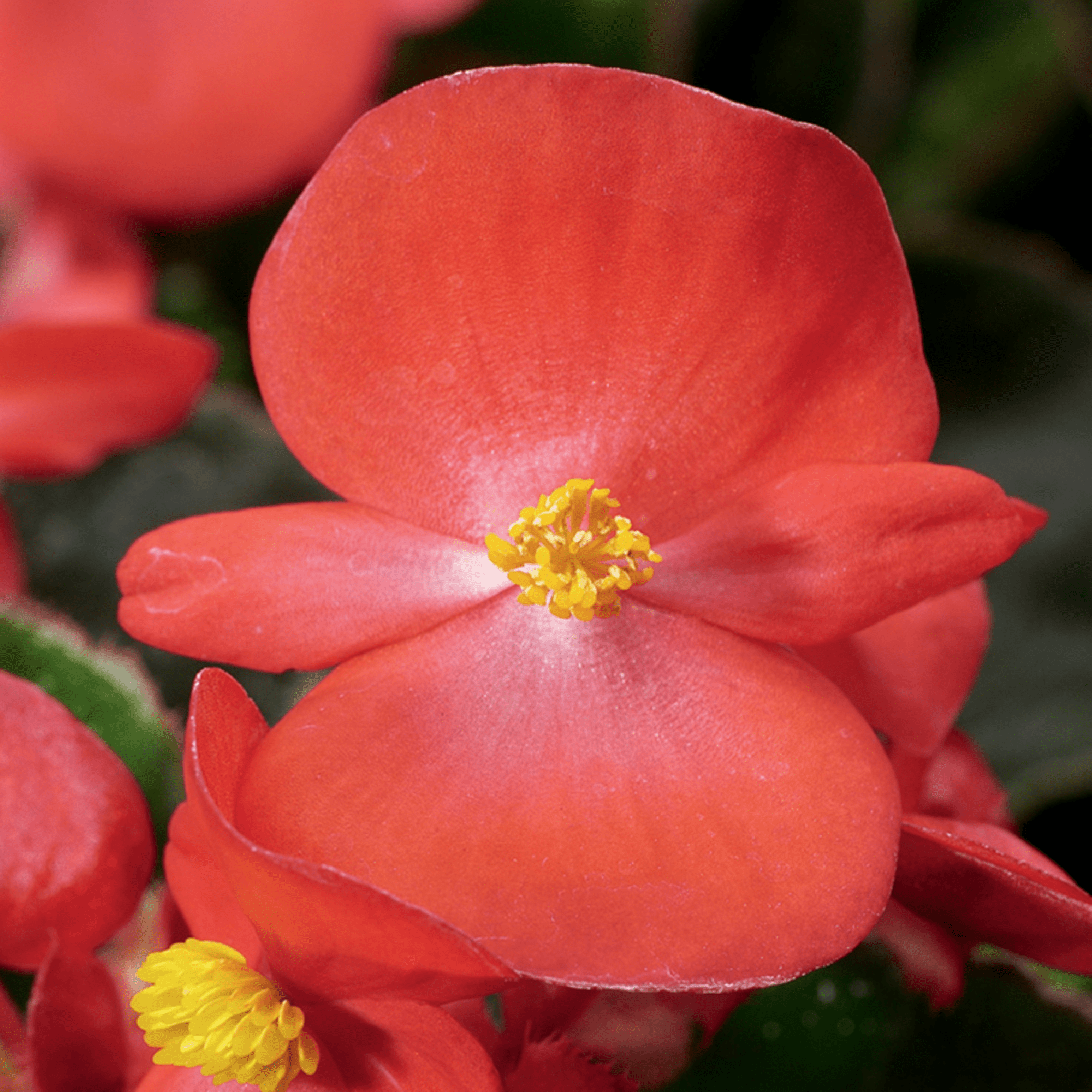 Eureka™ Green Leaf Scarlet