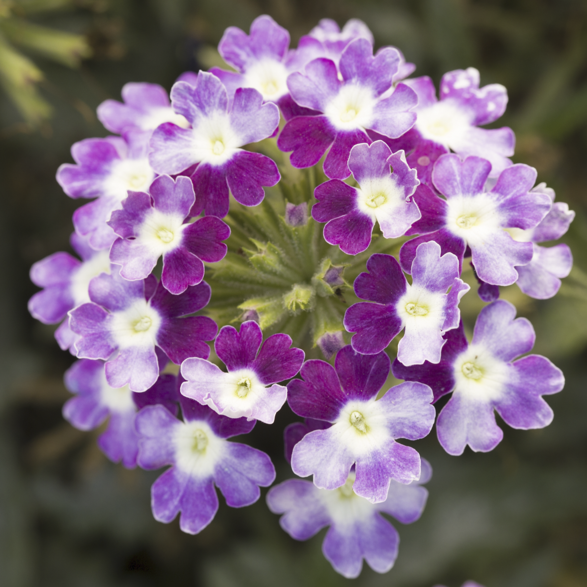 Obsession™ Cascade Twister Violet