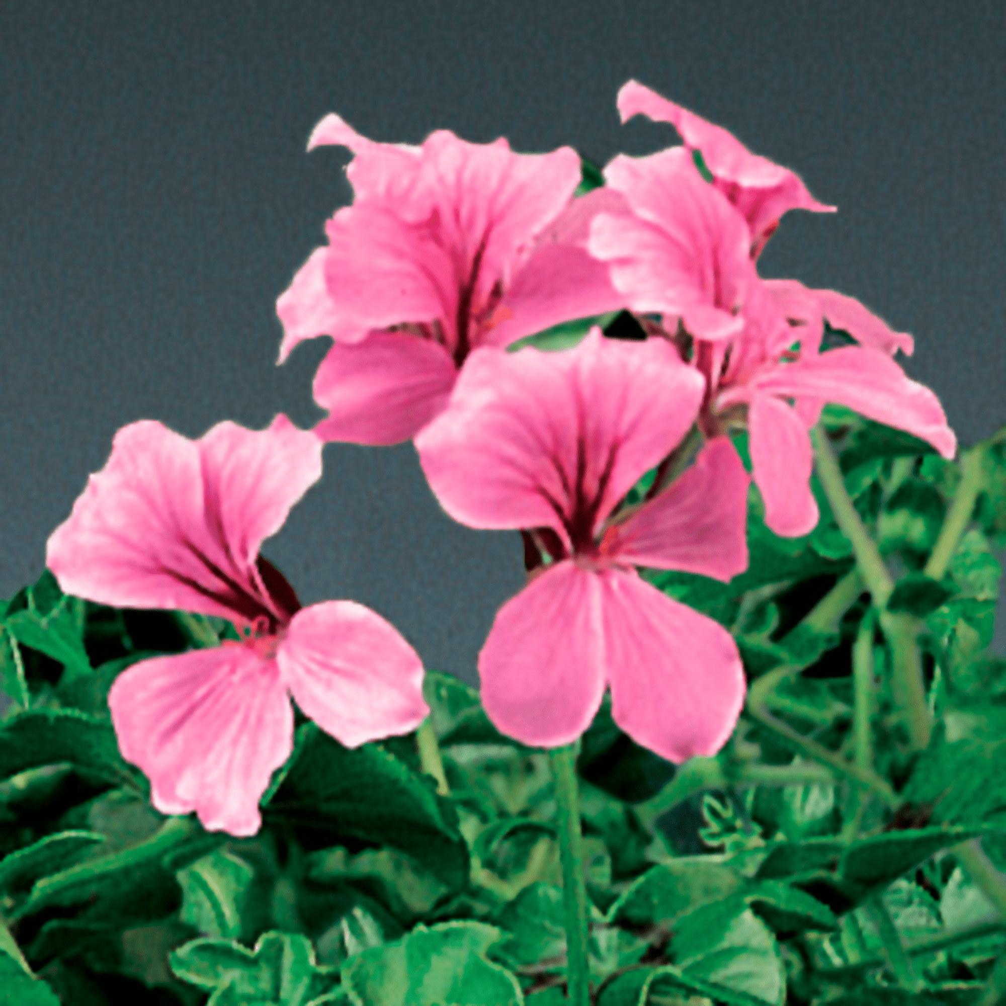 Tornado™ Pink