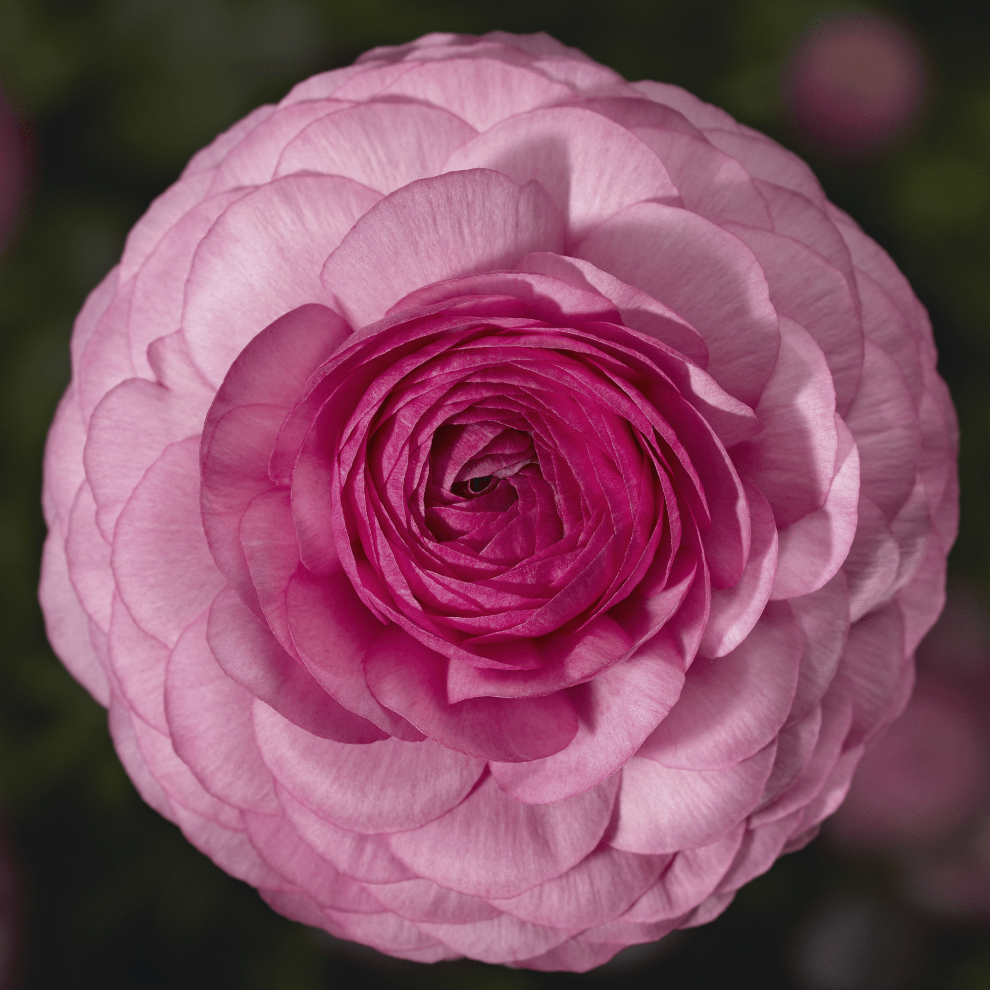 Maché™ Pink